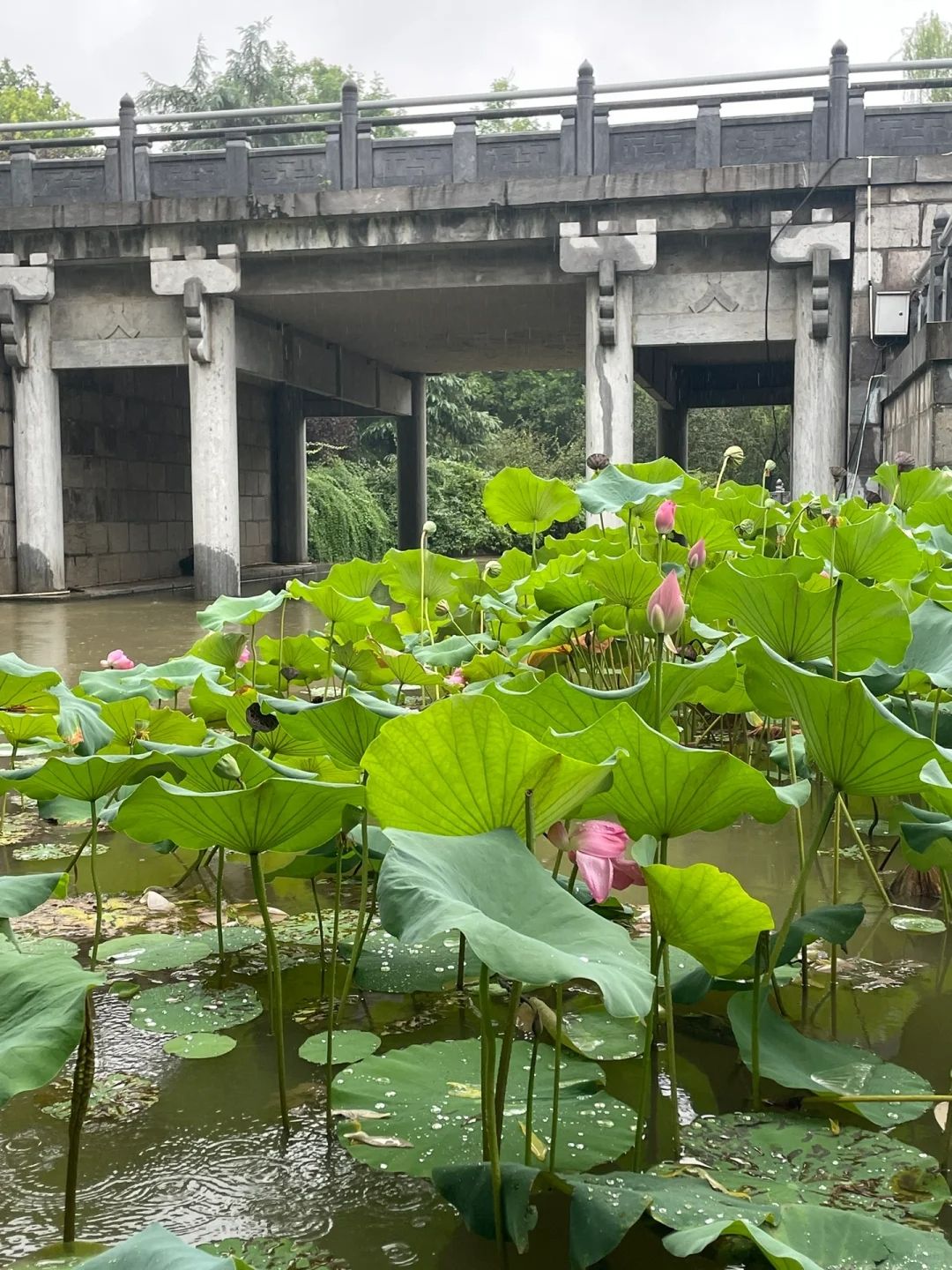 隋唐城遗址植物园旅行图片 1
