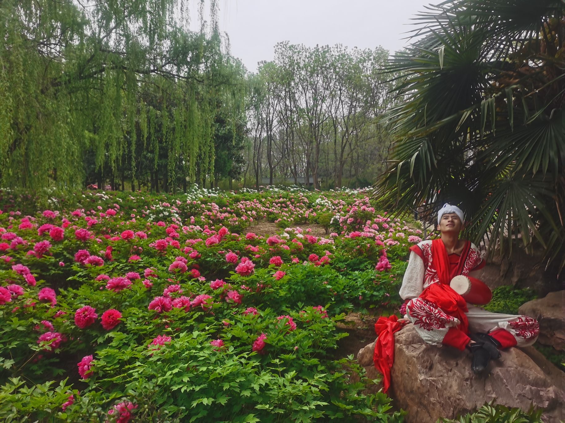 洛阳牡丹园旅行图片 2
