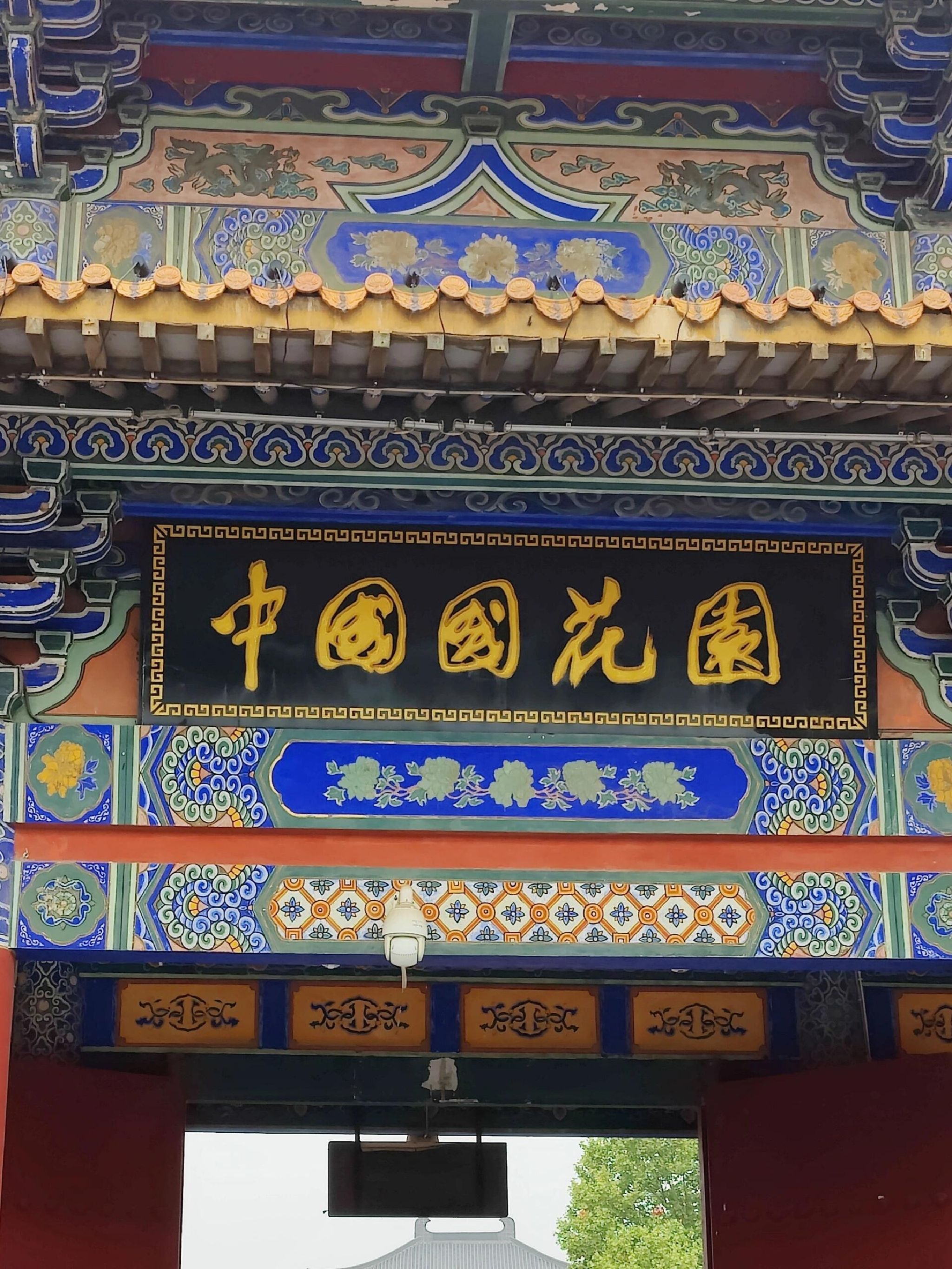 洛阳牡丹园旅行图片 1