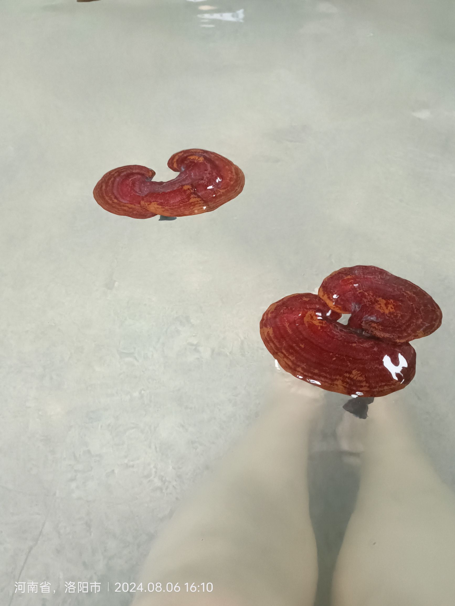 凤翔温泉旅行图片 3
