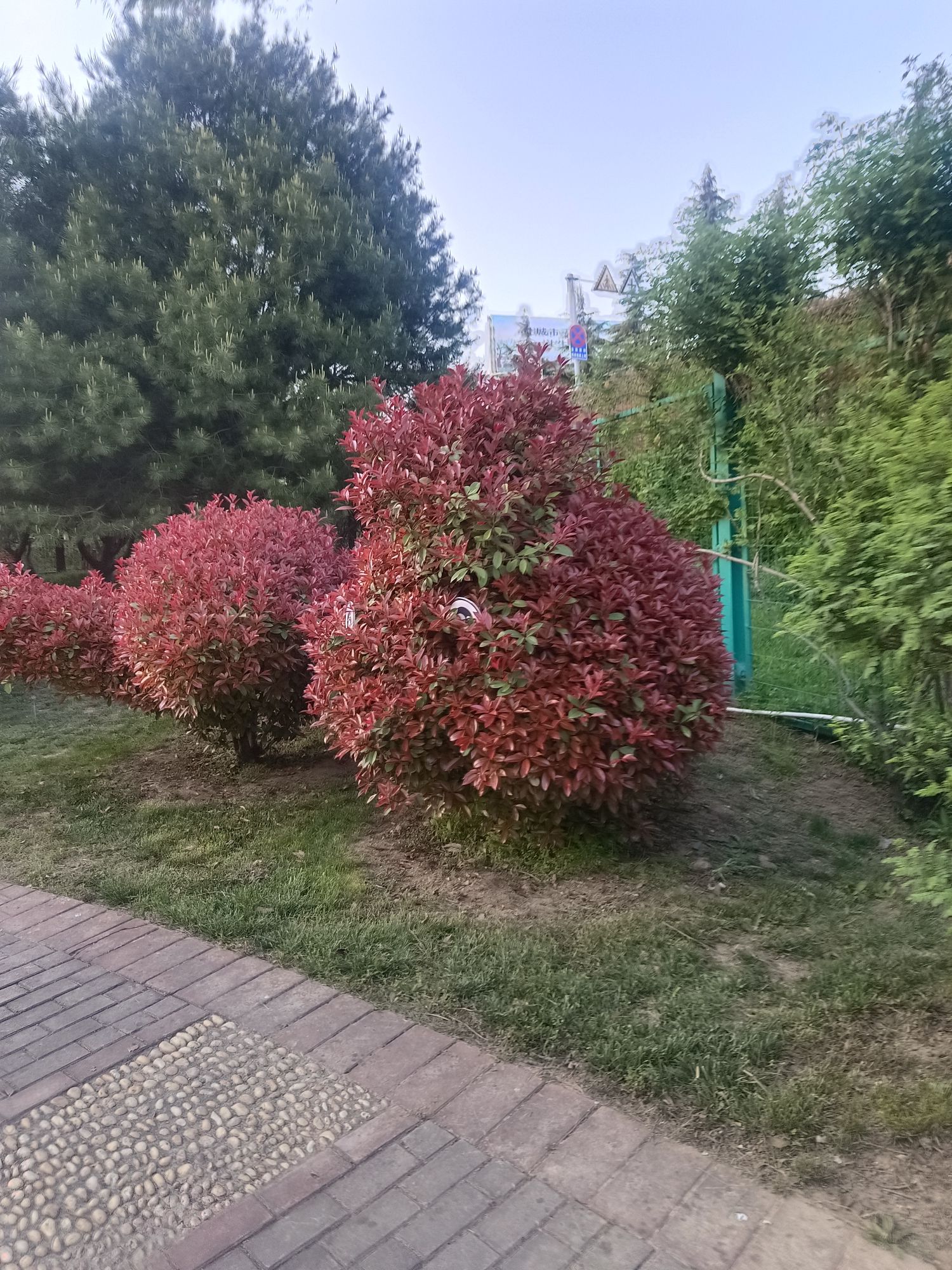洛阳天香牡丹园旅行图片 2