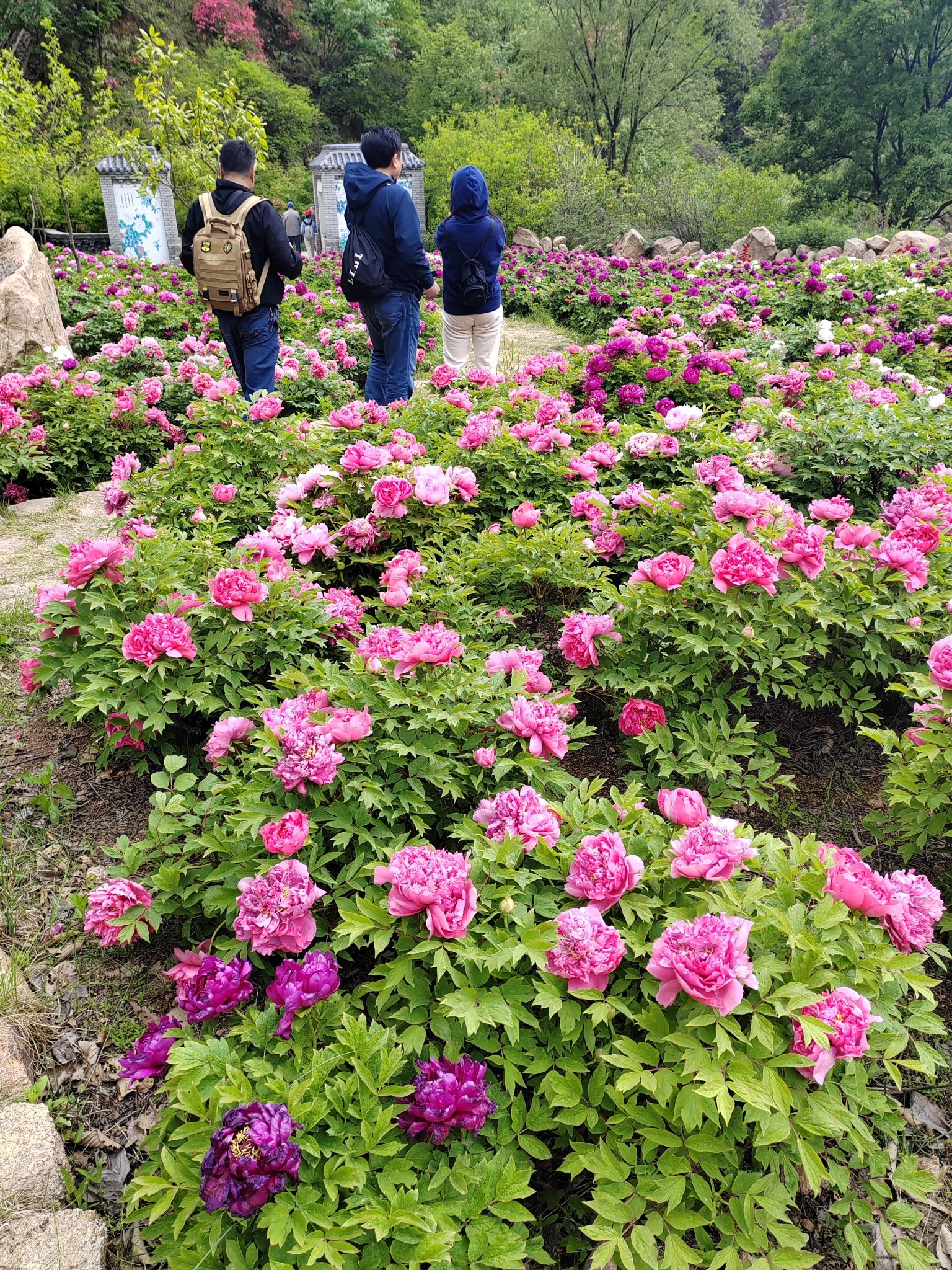 洛阳西泰山旅行图片 1