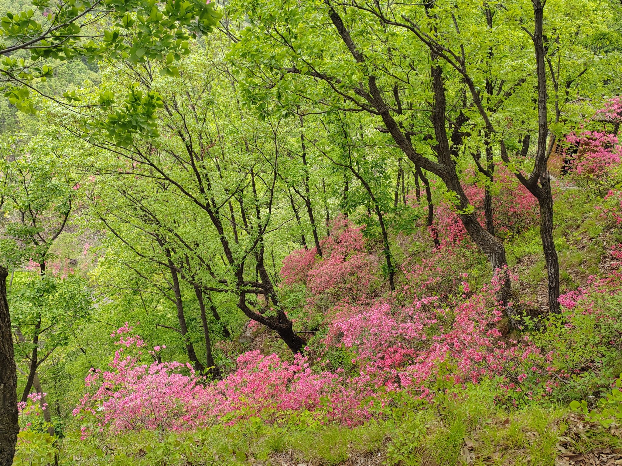 洛阳西泰山旅行图片 3