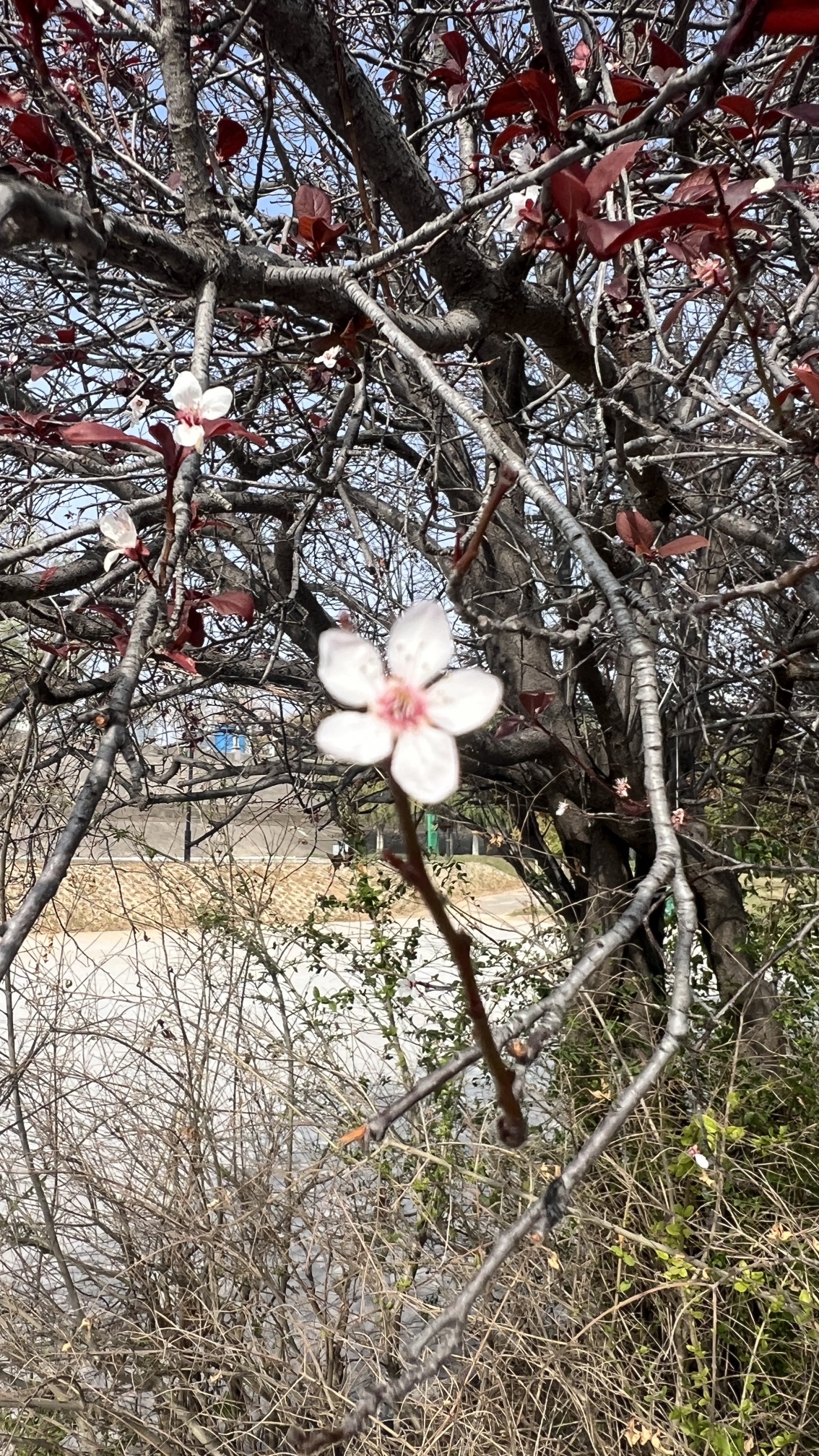 洛阳中原明珠广播电视塔旅行图片 2