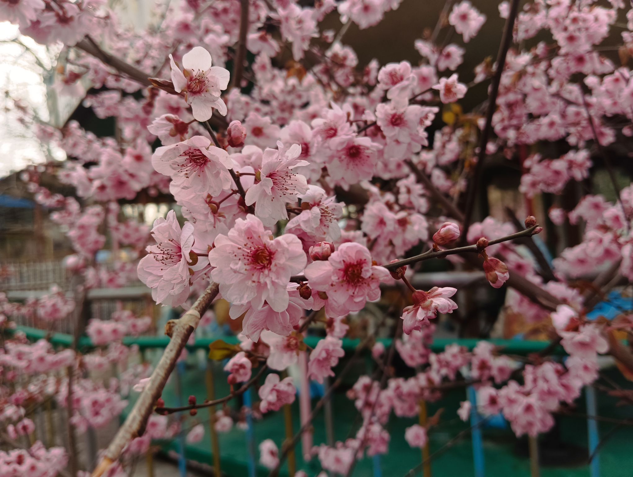 月季公园旅行图片 1