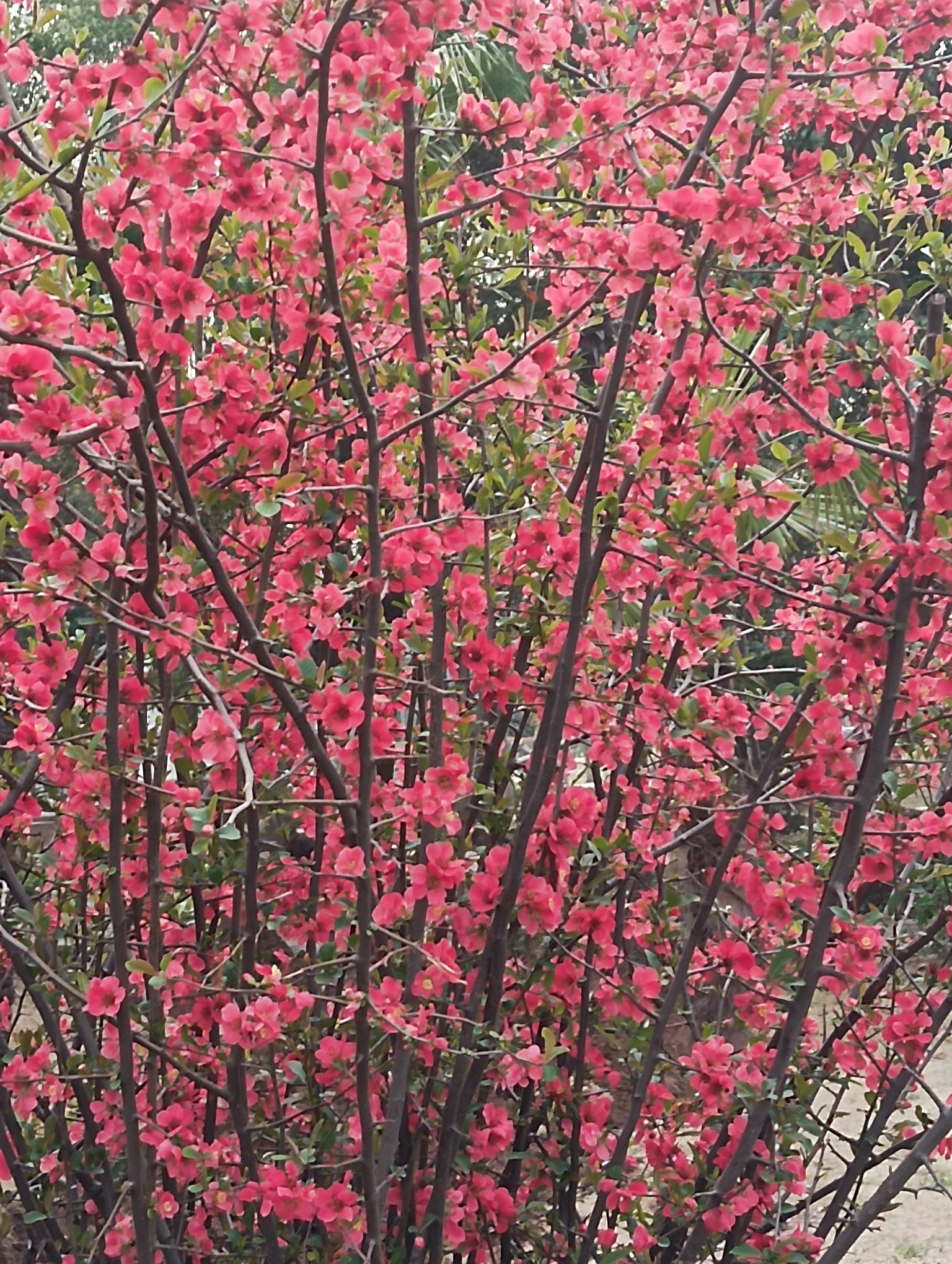 月季公园旅行图片 3