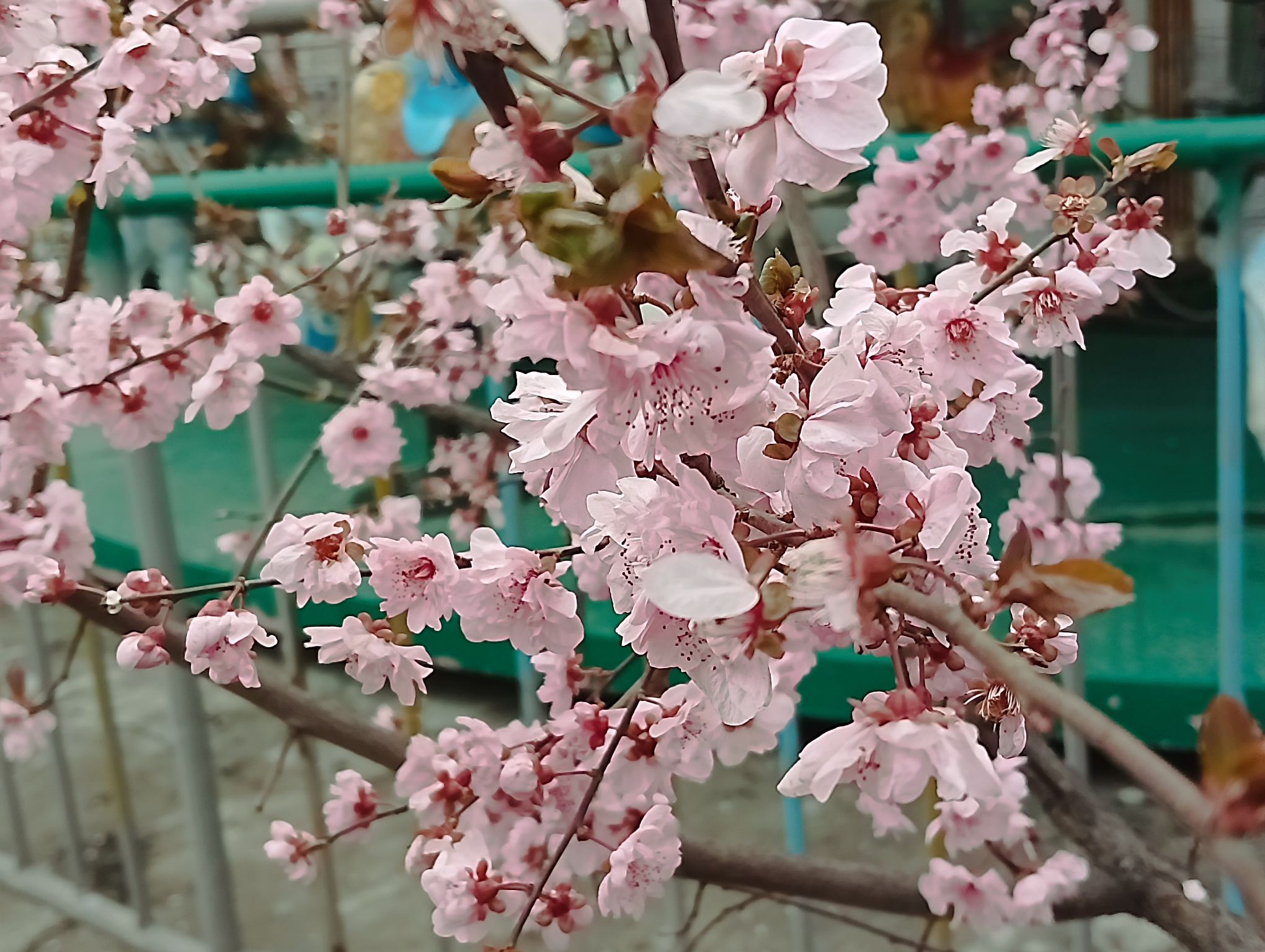 月季公园旅行图片 2