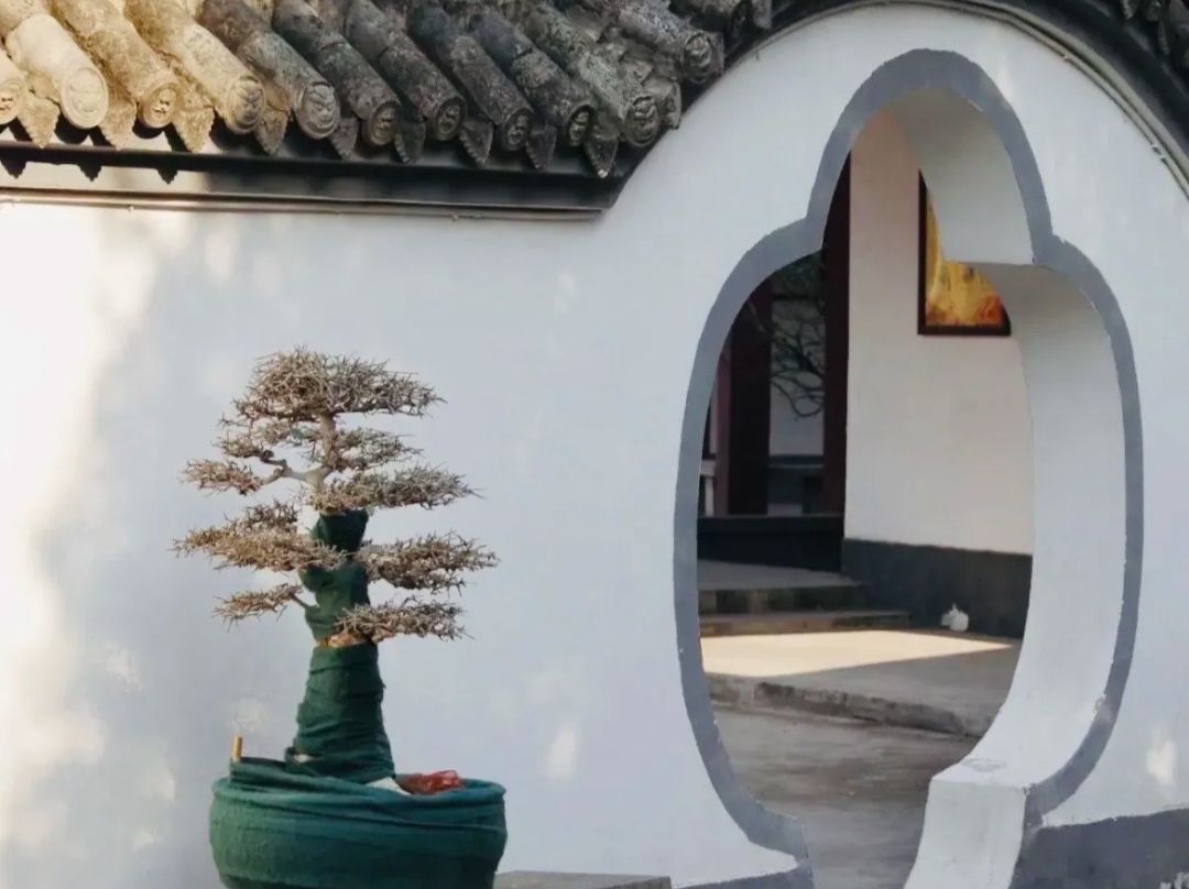 焦作盆景园旅行图片 2