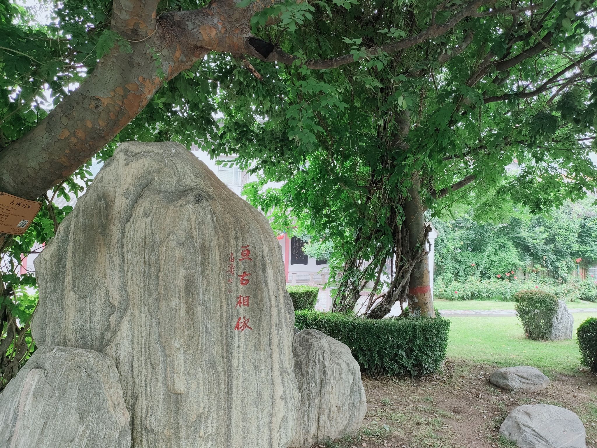 焦作盆景园旅行图片 1