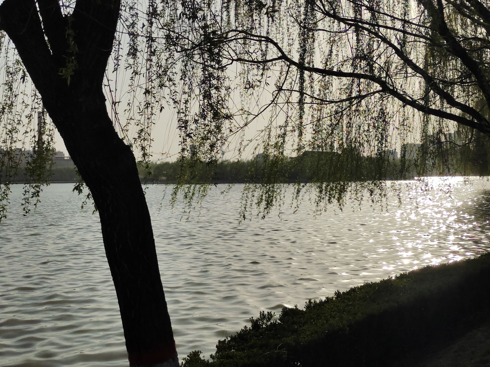 龙源湖公园旅行图片 3