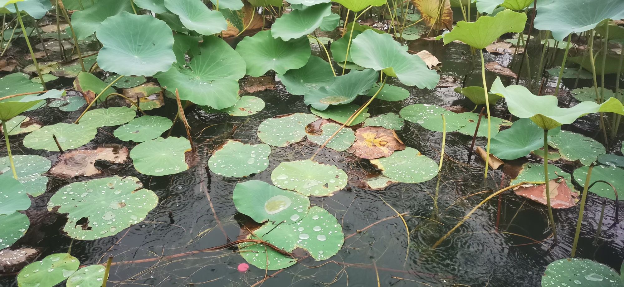 龙源湖公园旅行图片 2