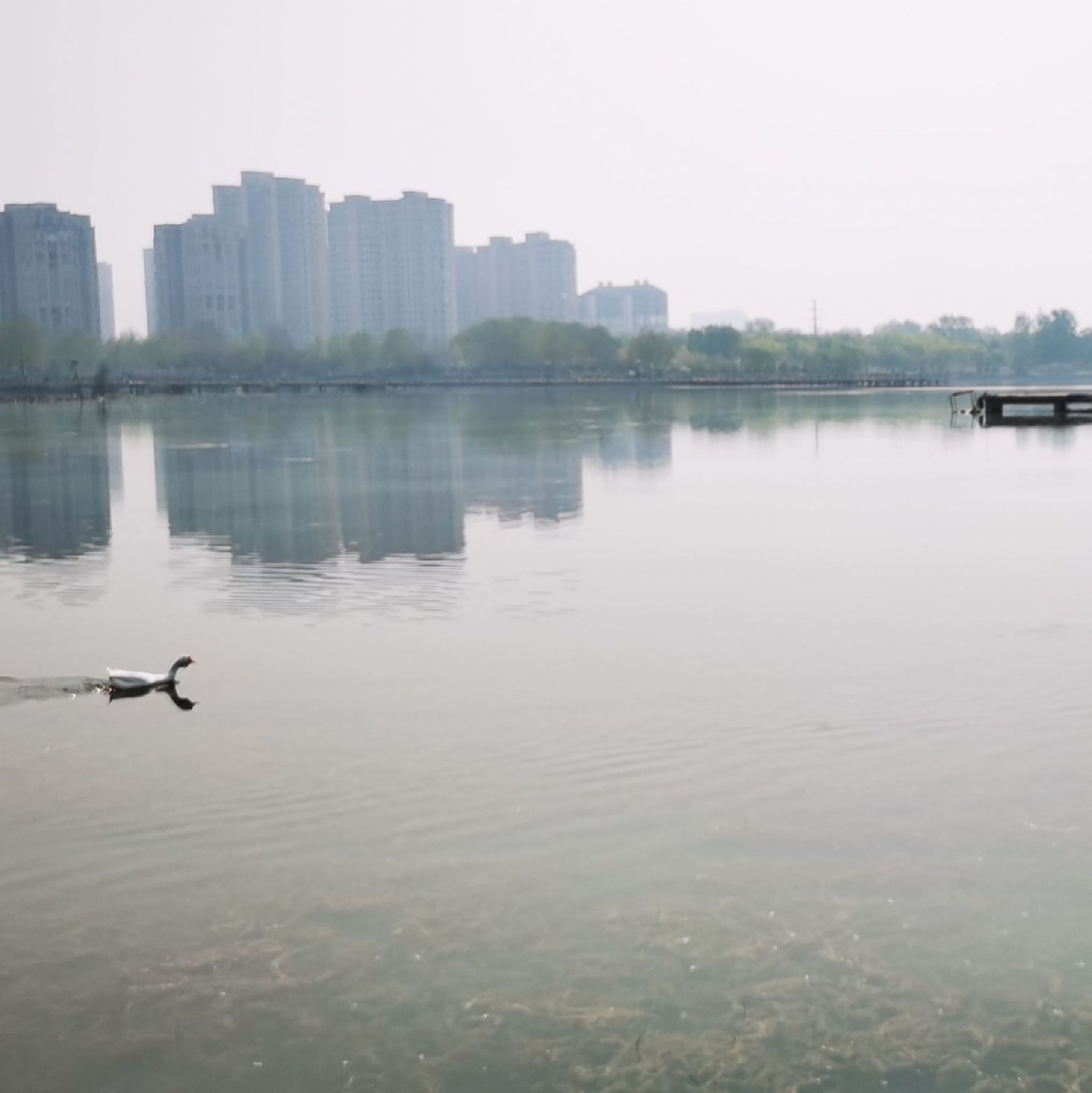龙源湖公园旅行图片 3