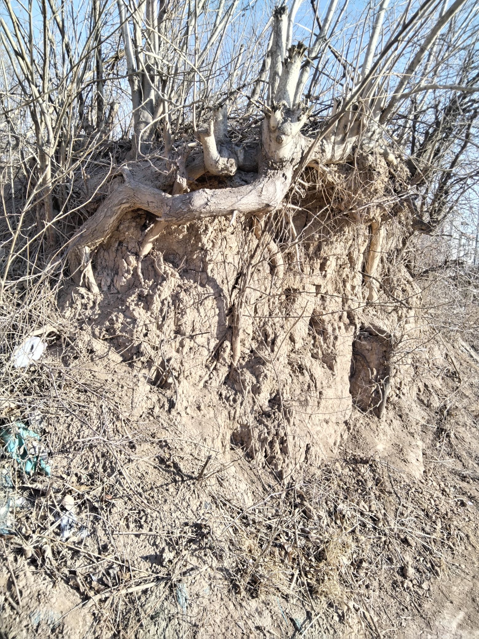 山阳故城旅行图片 3