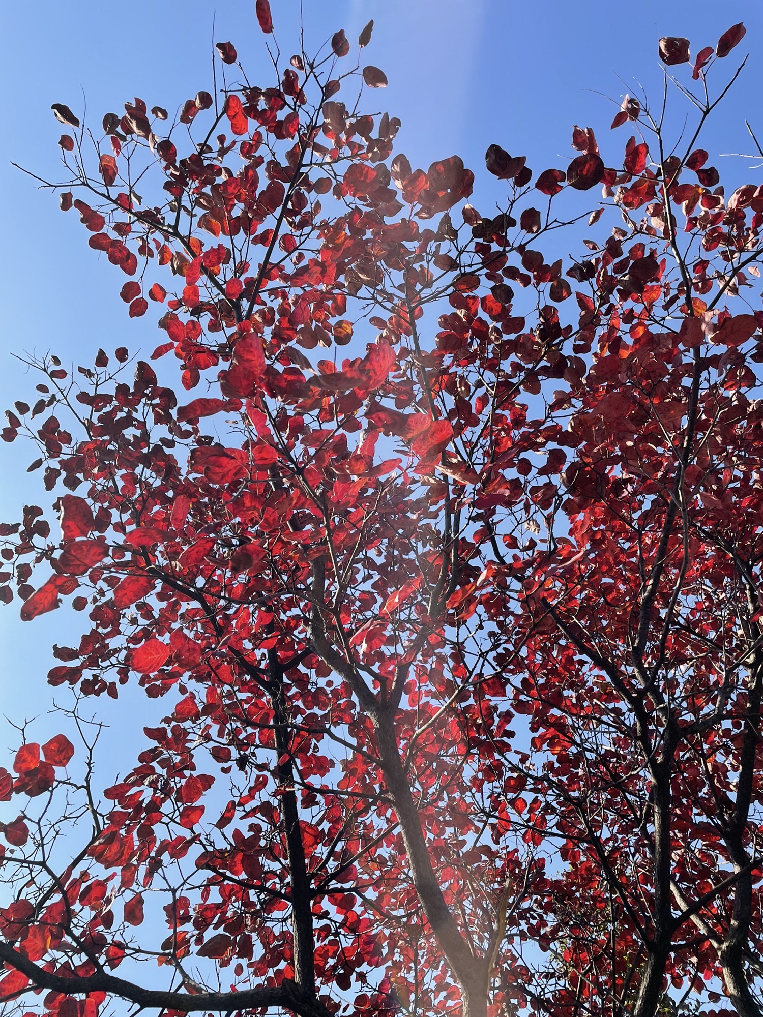 青天河风景区旅行图片 1