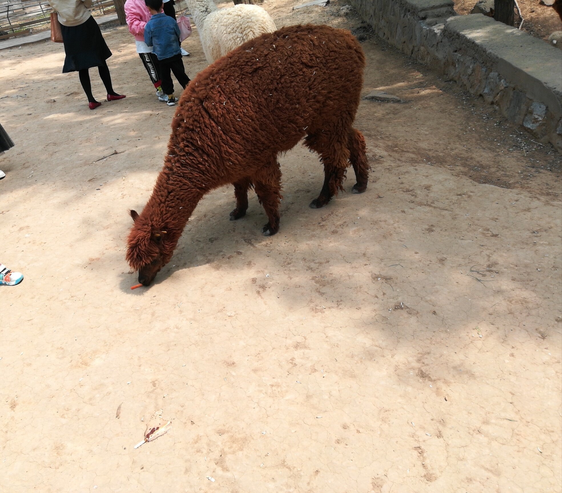 焦作森林动物园旅行图片 2