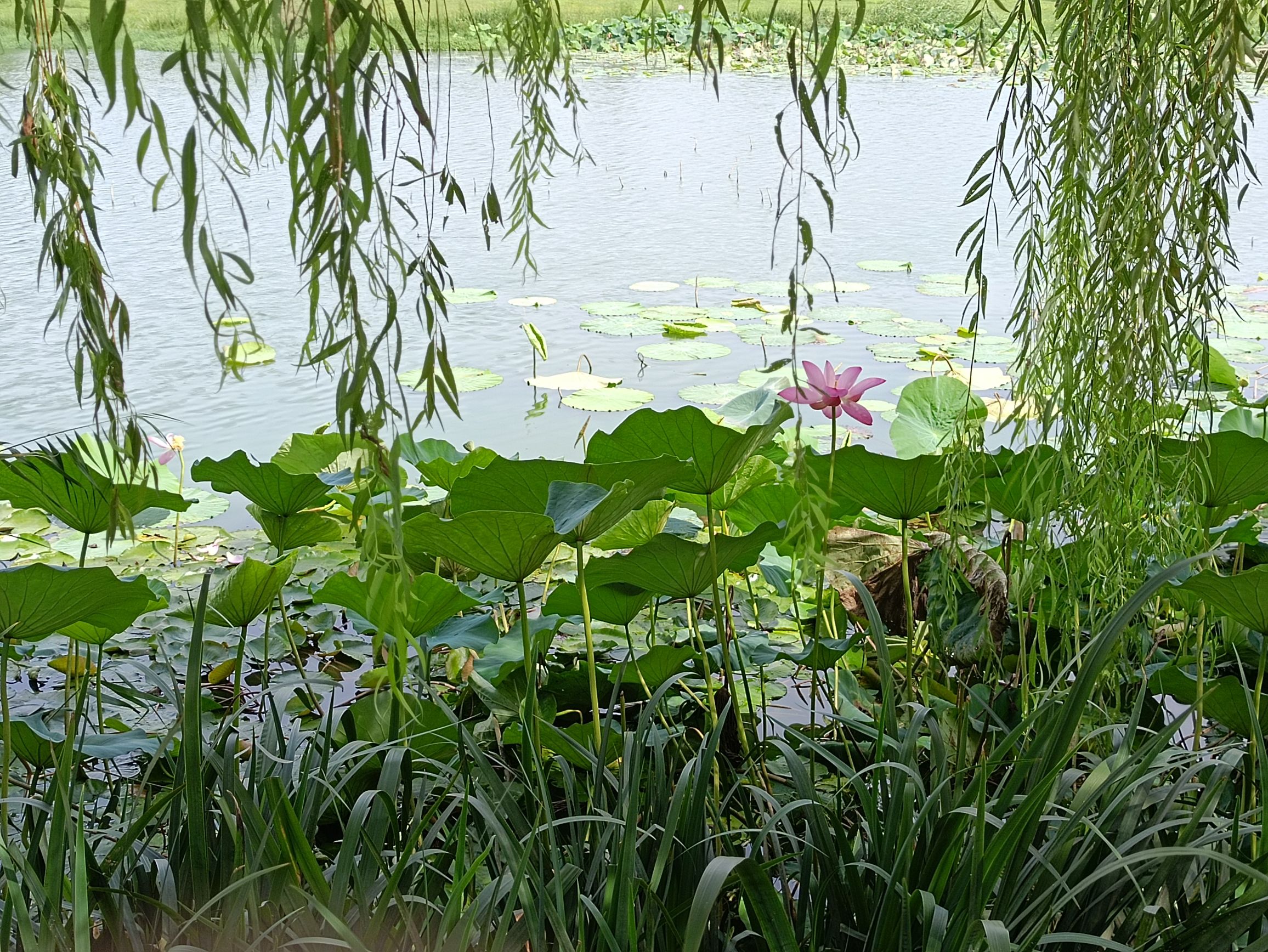蚰蜒河滨河公园旅行图片 3