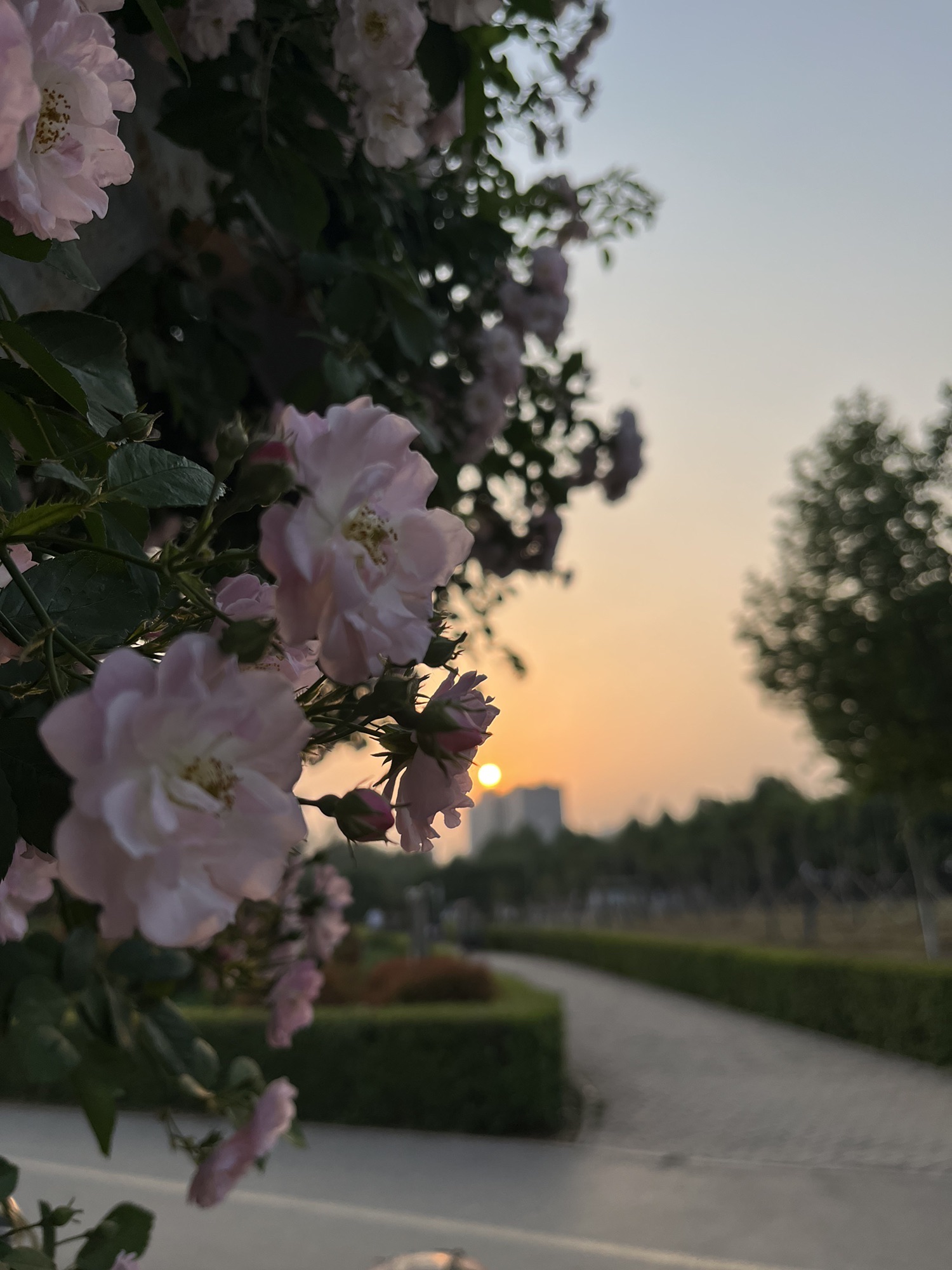 焦作市生态植物园旅行图片 3