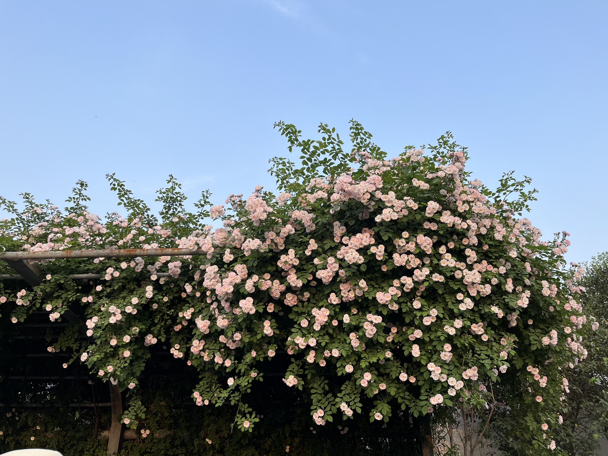 焦作市生态植物园旅行图片 2