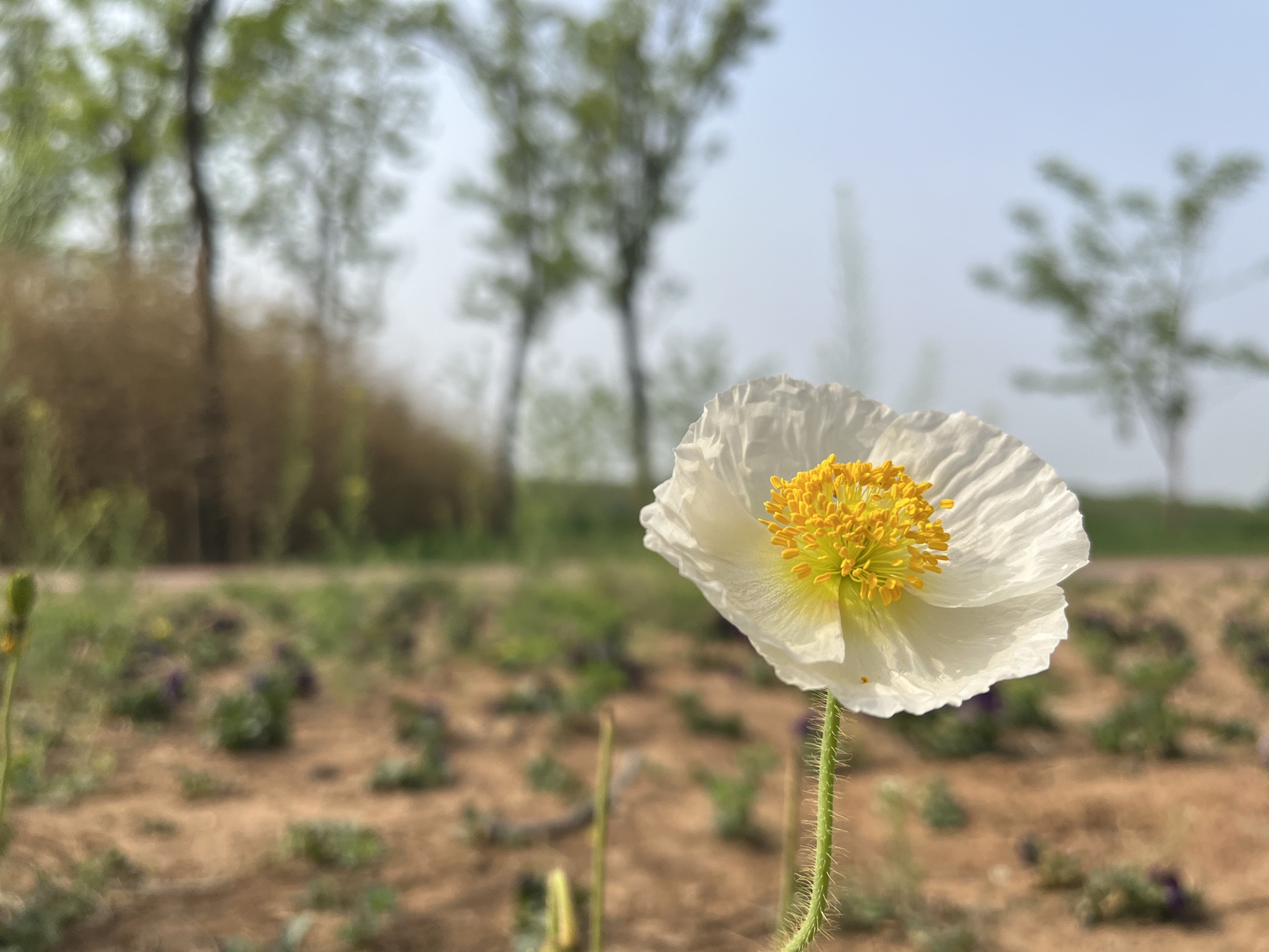 焦作市生态植物园旅行图片 1