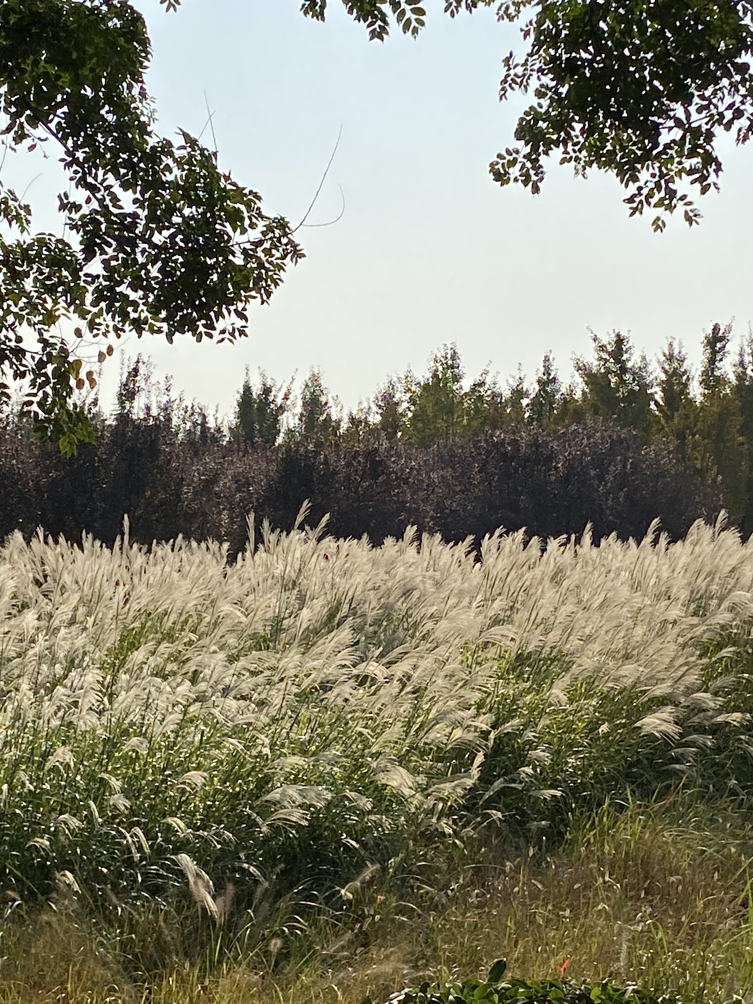 焦作市生态植物园旅行图片 1