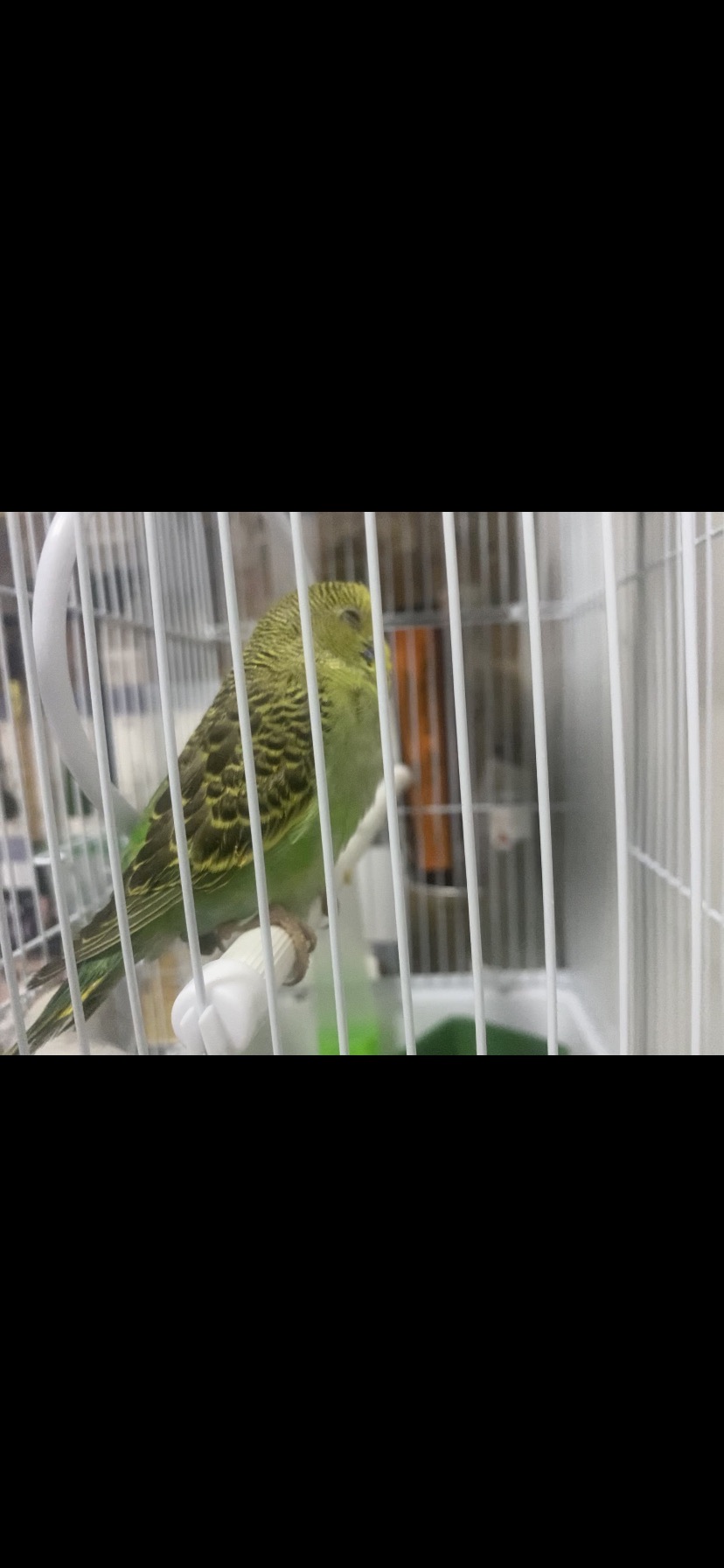 枫岭公园旅行图片 3