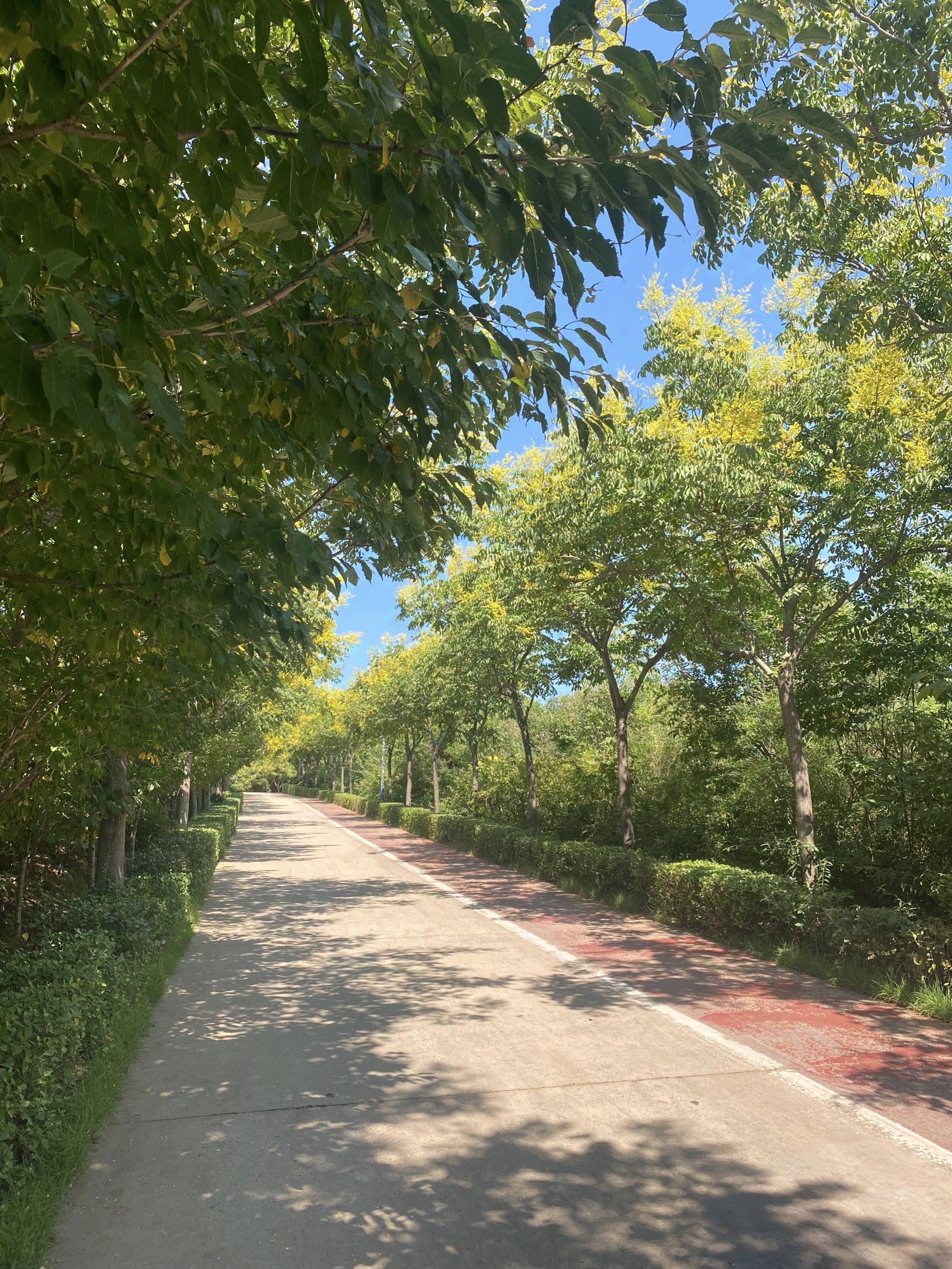 枫岭公园旅行图片 2