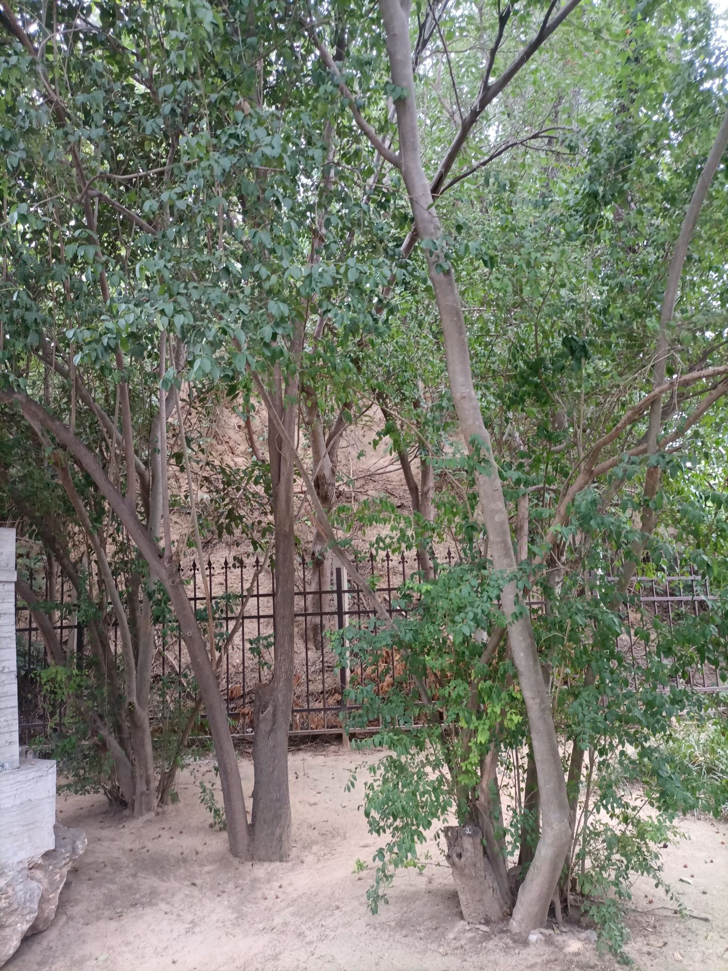 戚城文物景区-戚城遗址旅行图片 1