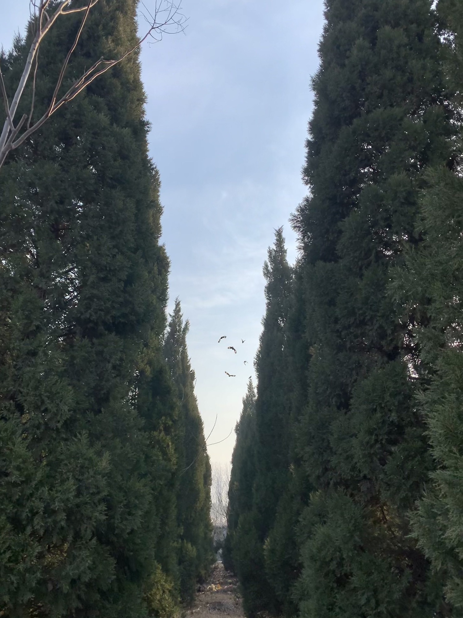 挥公园旅行图片 1