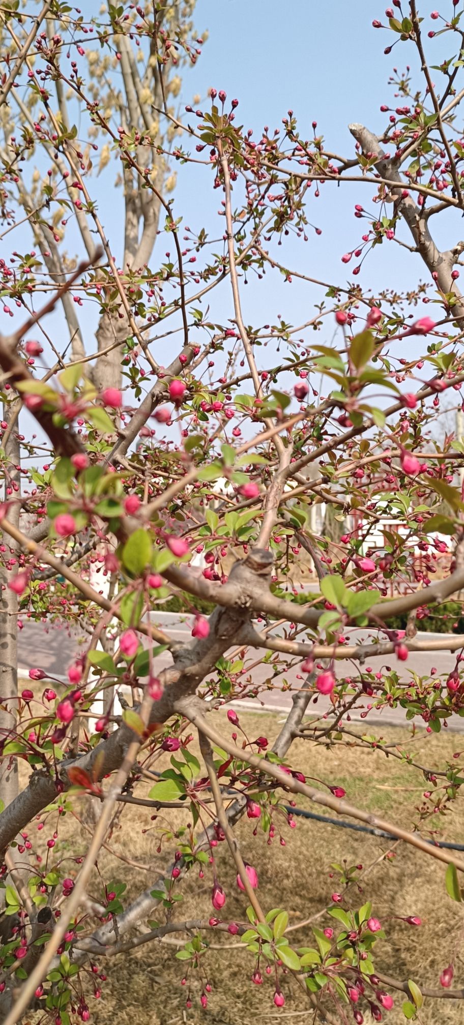 金堤河公园旅行图片 1