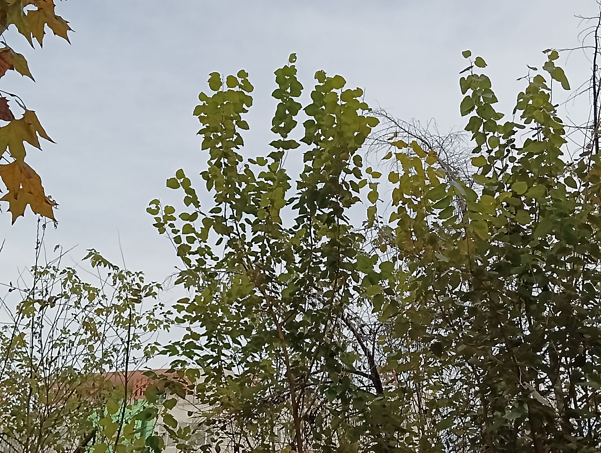 颐和广场旅行图片 1