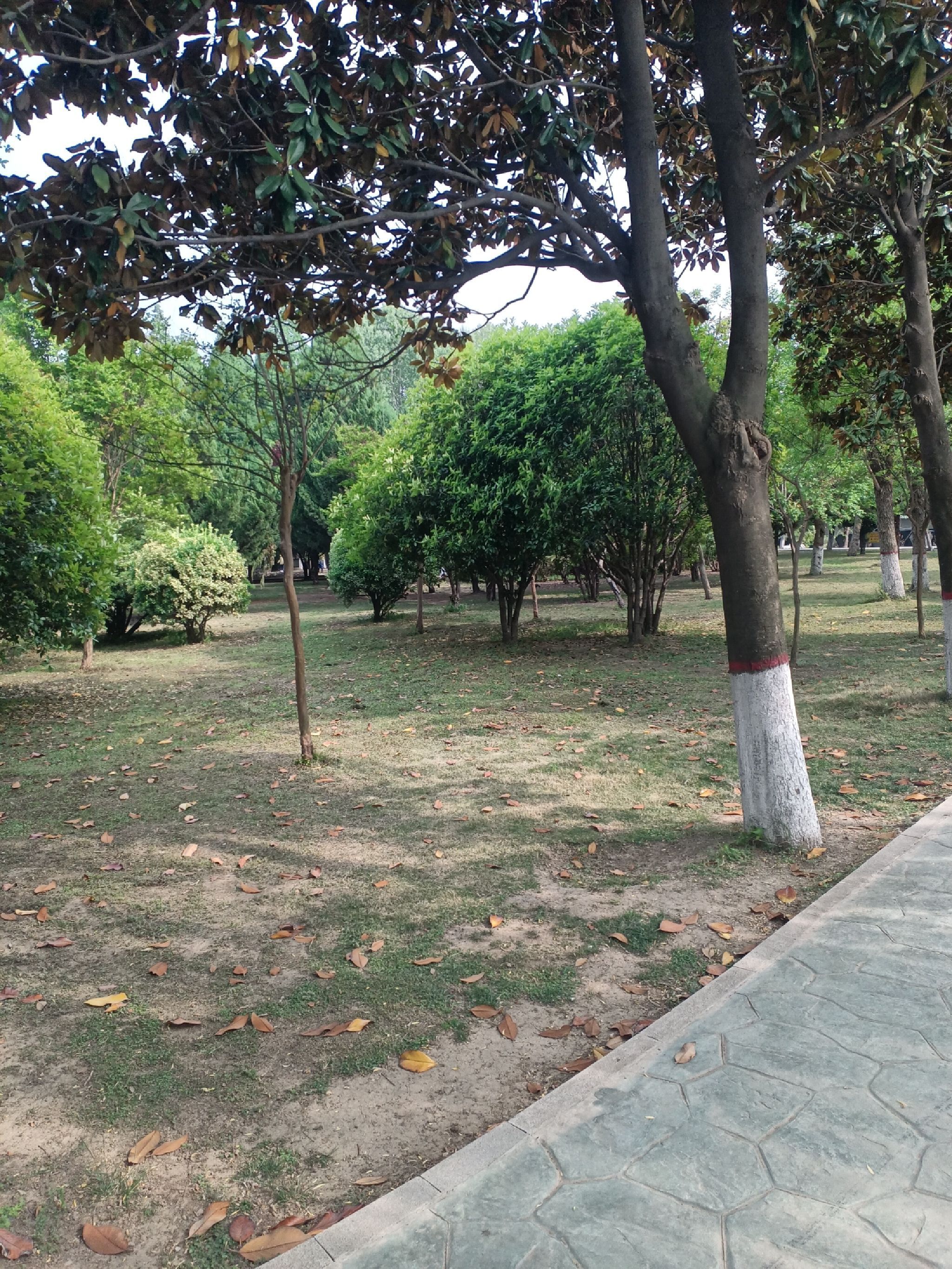 项城人民公园旅行图片 1