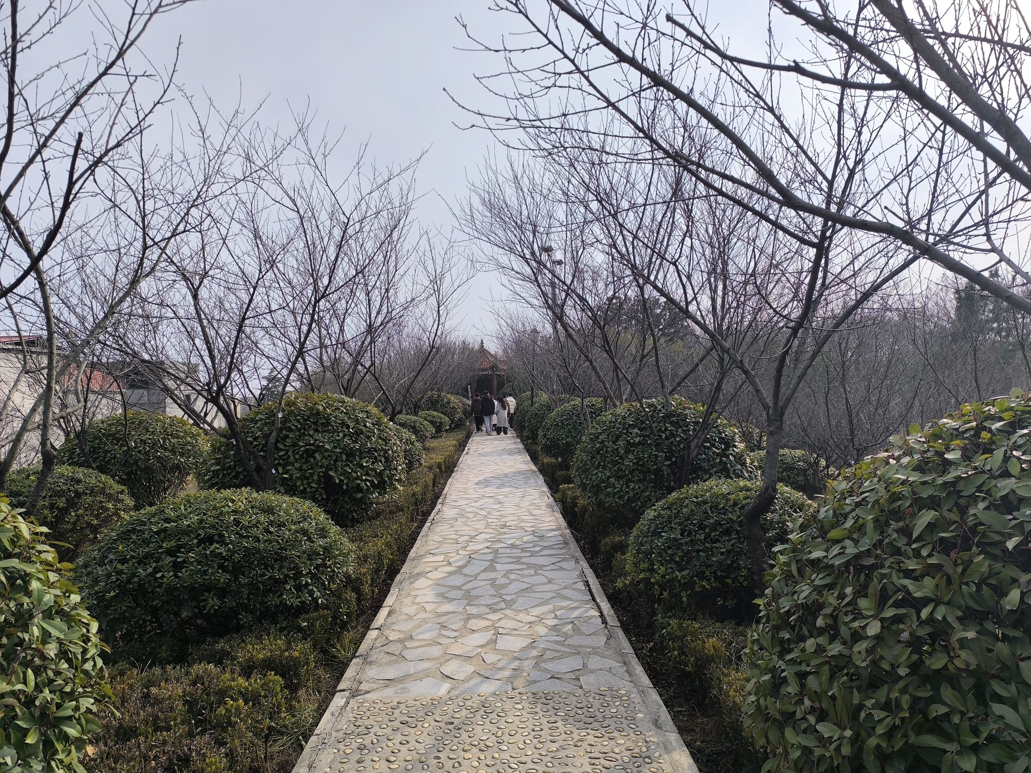 西城森林公园旅行图片 1