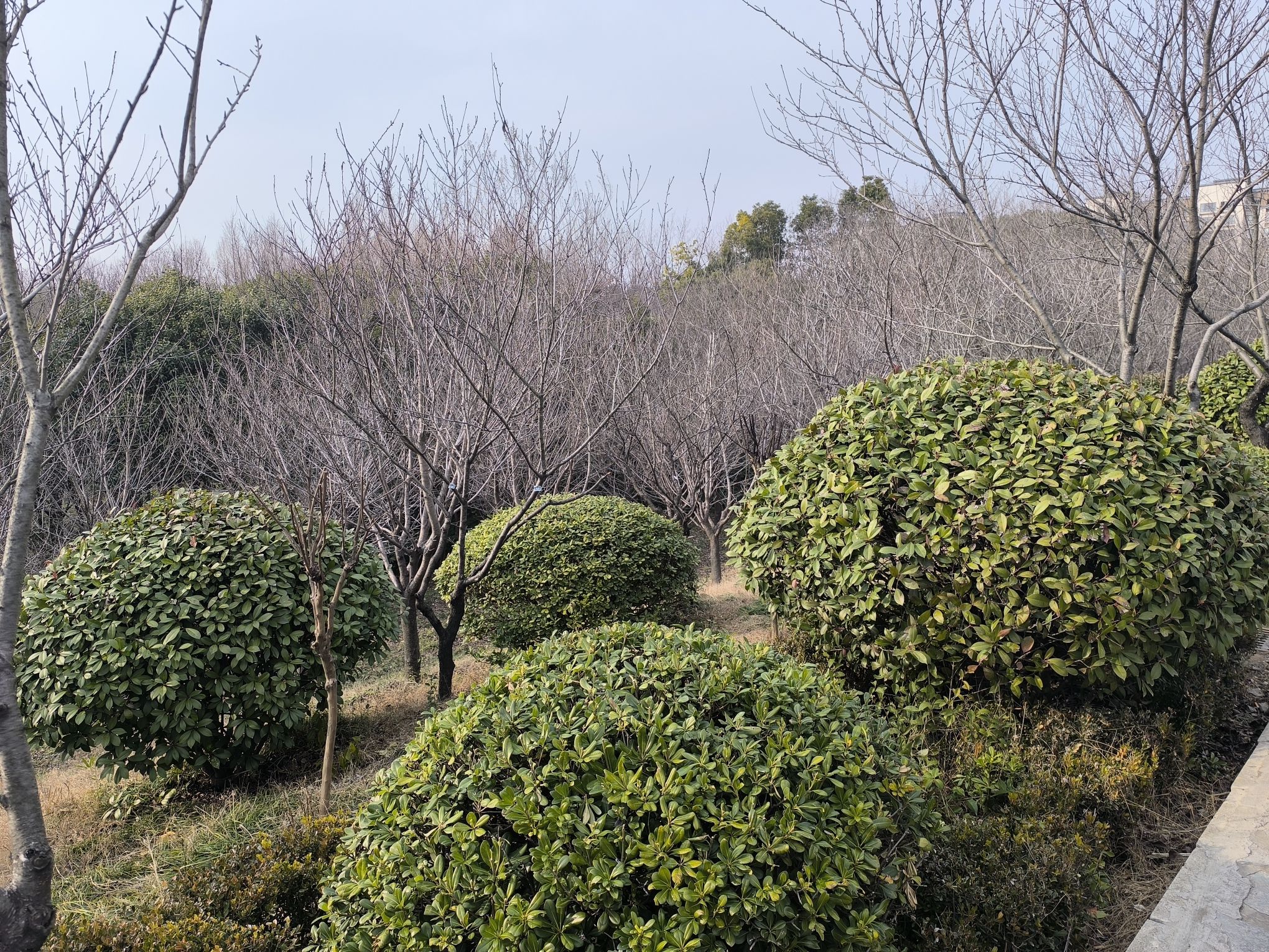 西城森林公园