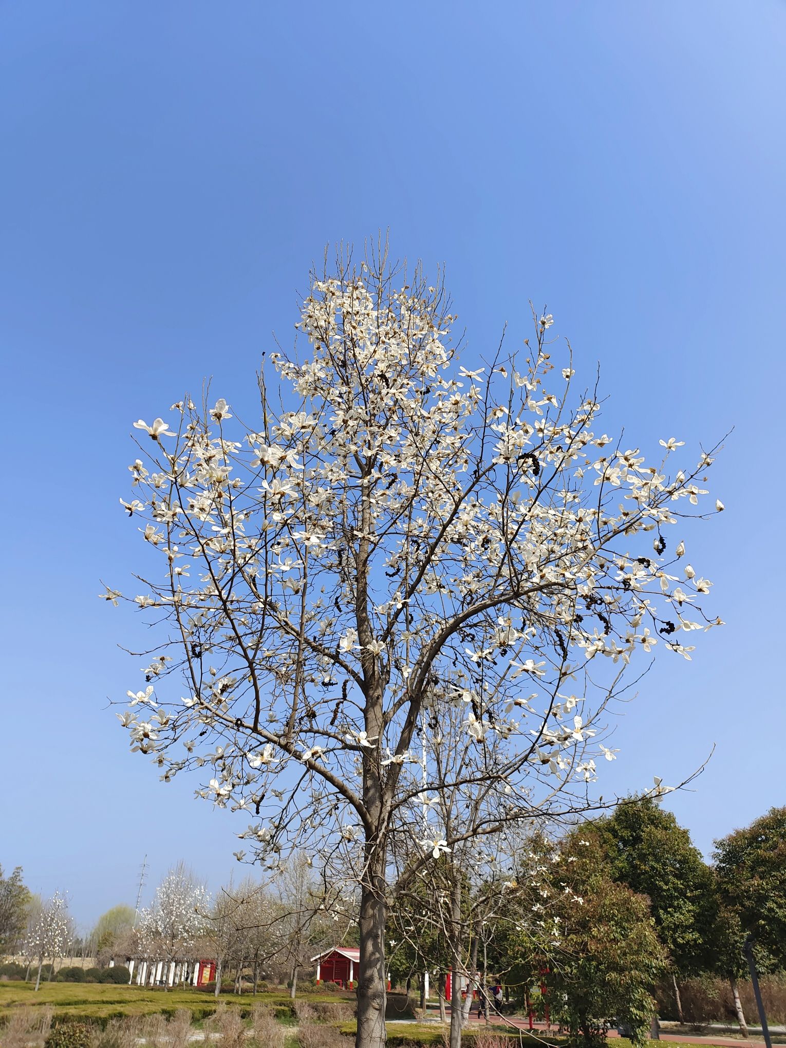 奚仲公园旅行图片 1