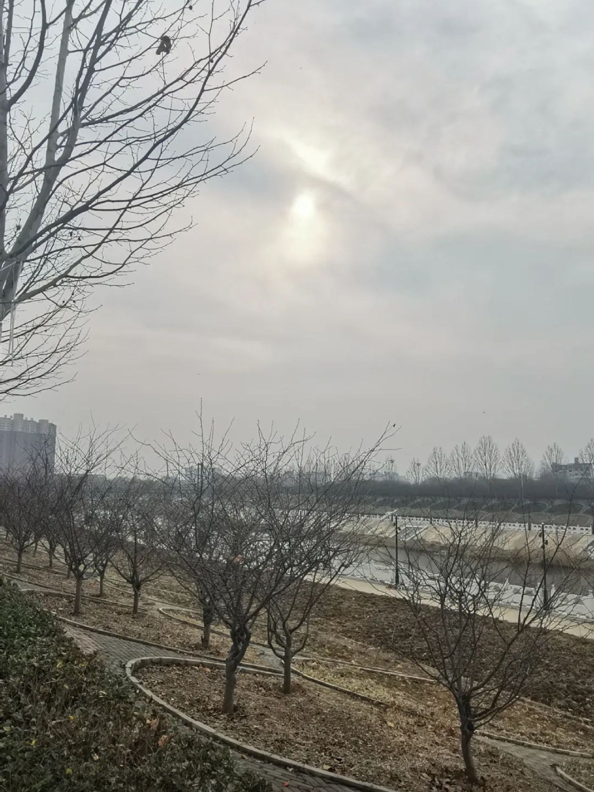 洪河公园旅行图片 2