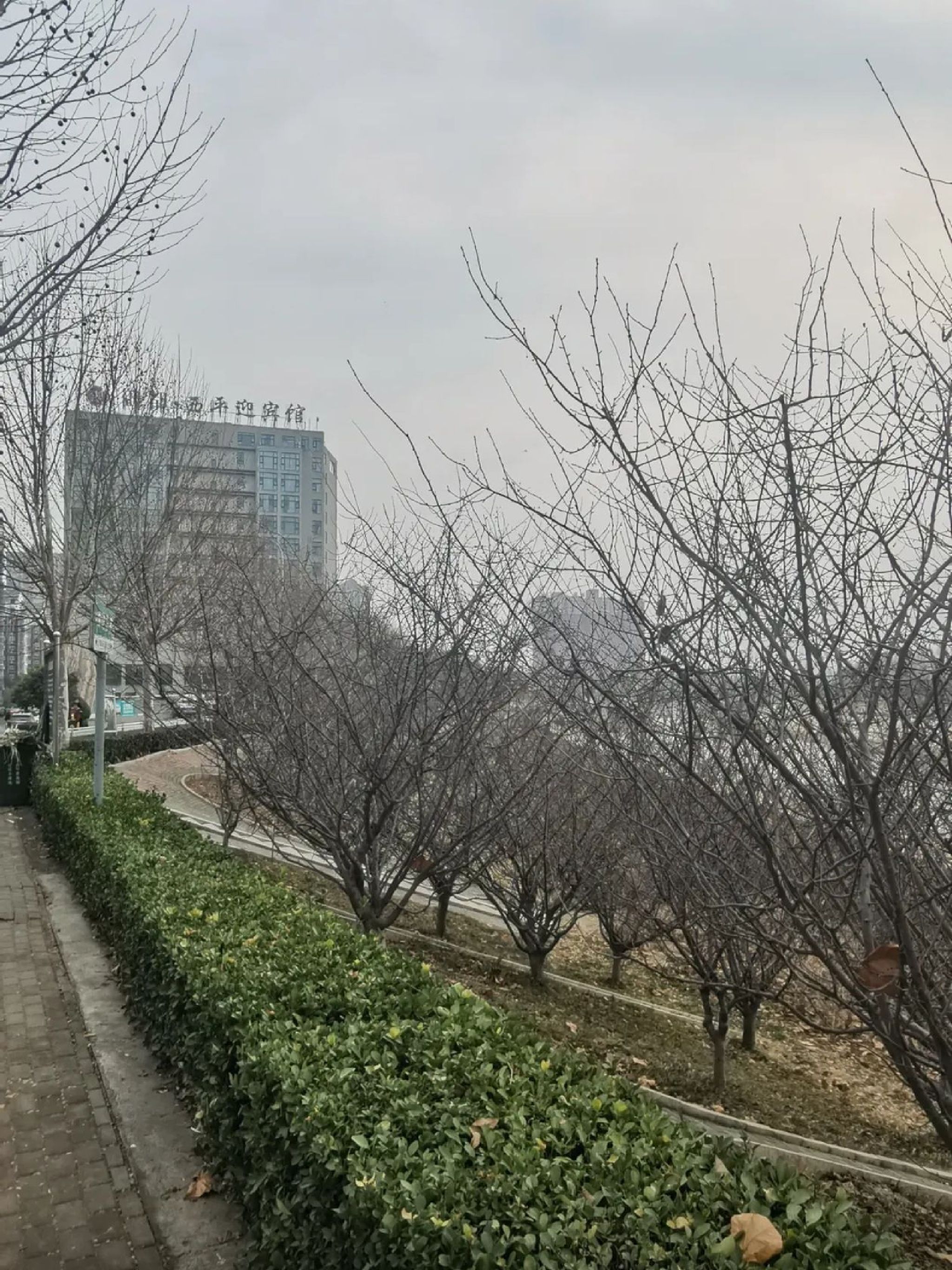 洪河公园旅行图片 1