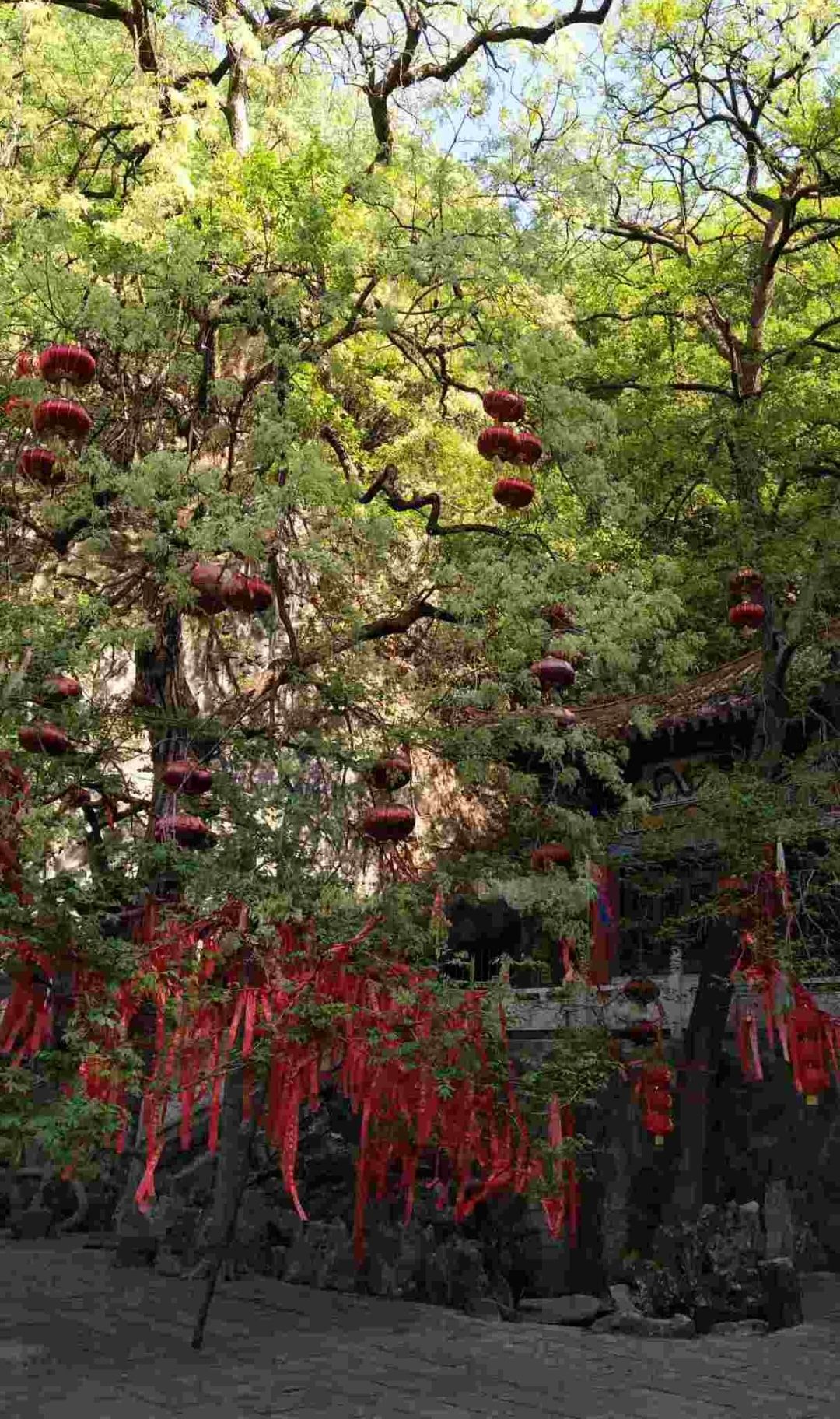 九龙洞景区旅行图片 3