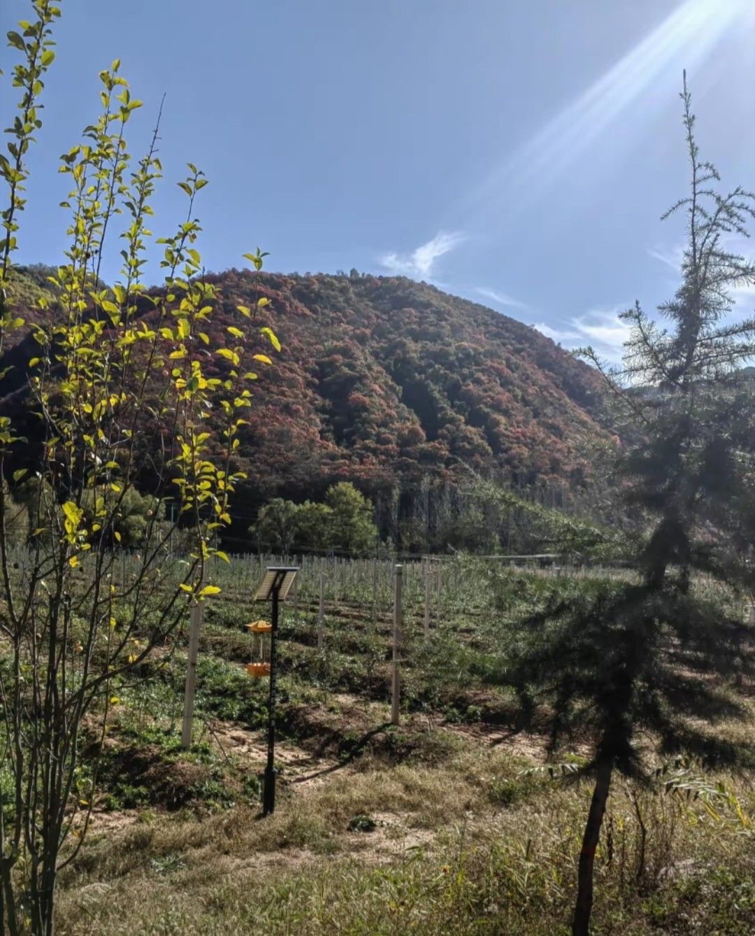 甘山国家森林公园旅行图片 1