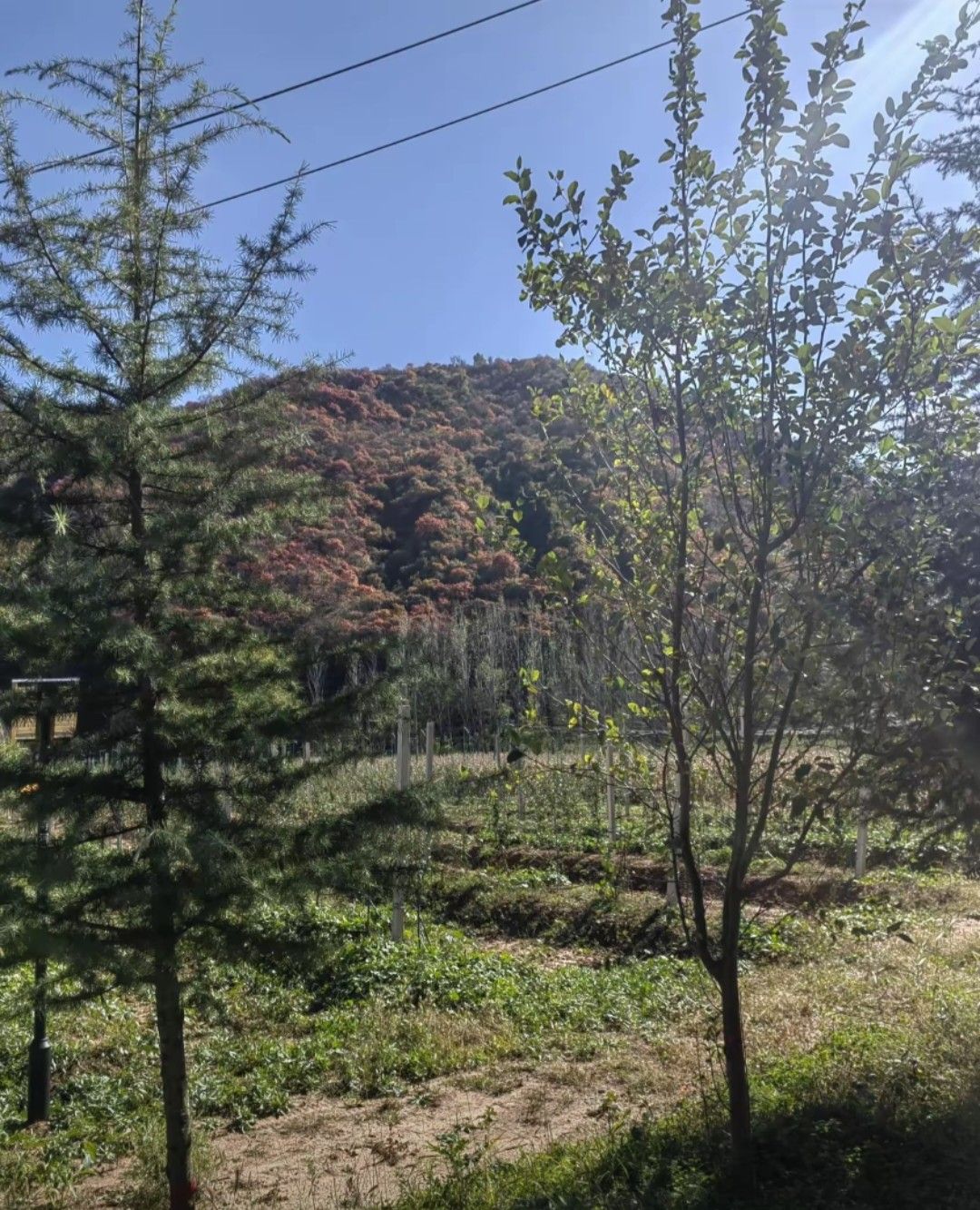 甘山国家森林公园旅行图片 3