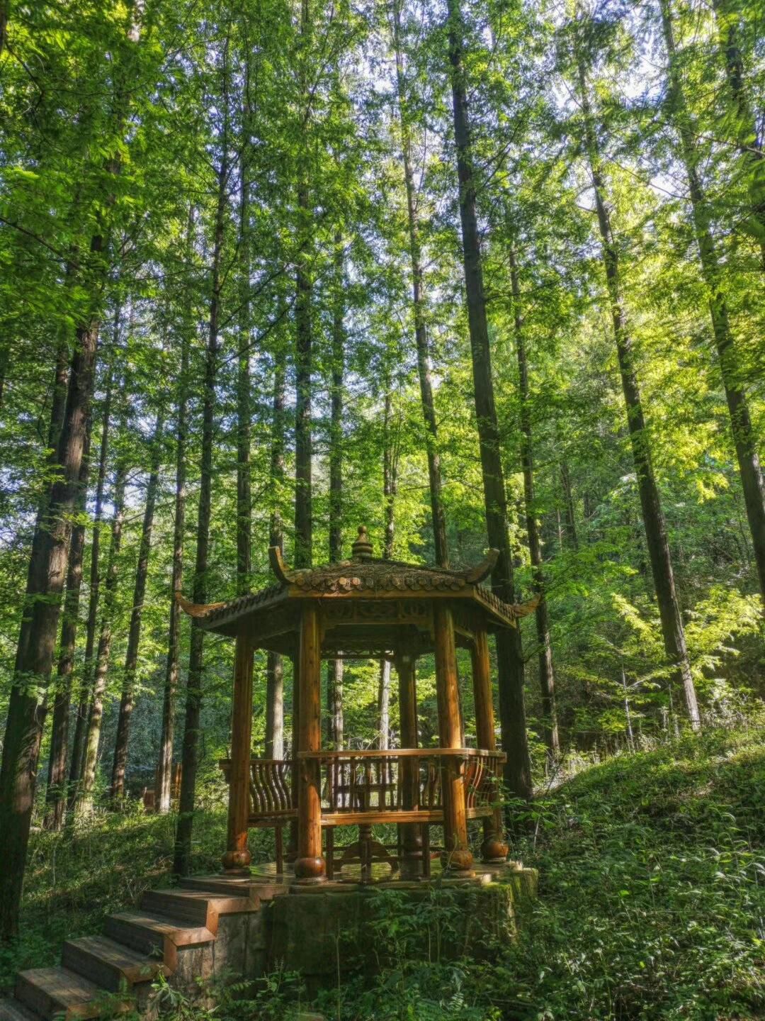 河南燕子山国家森林公园旅行图片 3