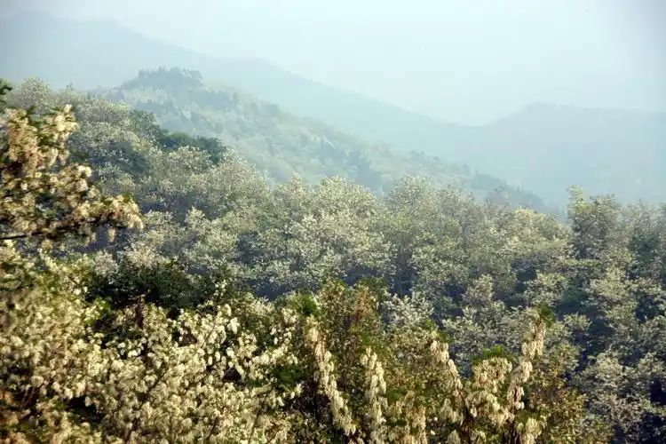 河南燕子山国家森林公园旅行图片 2