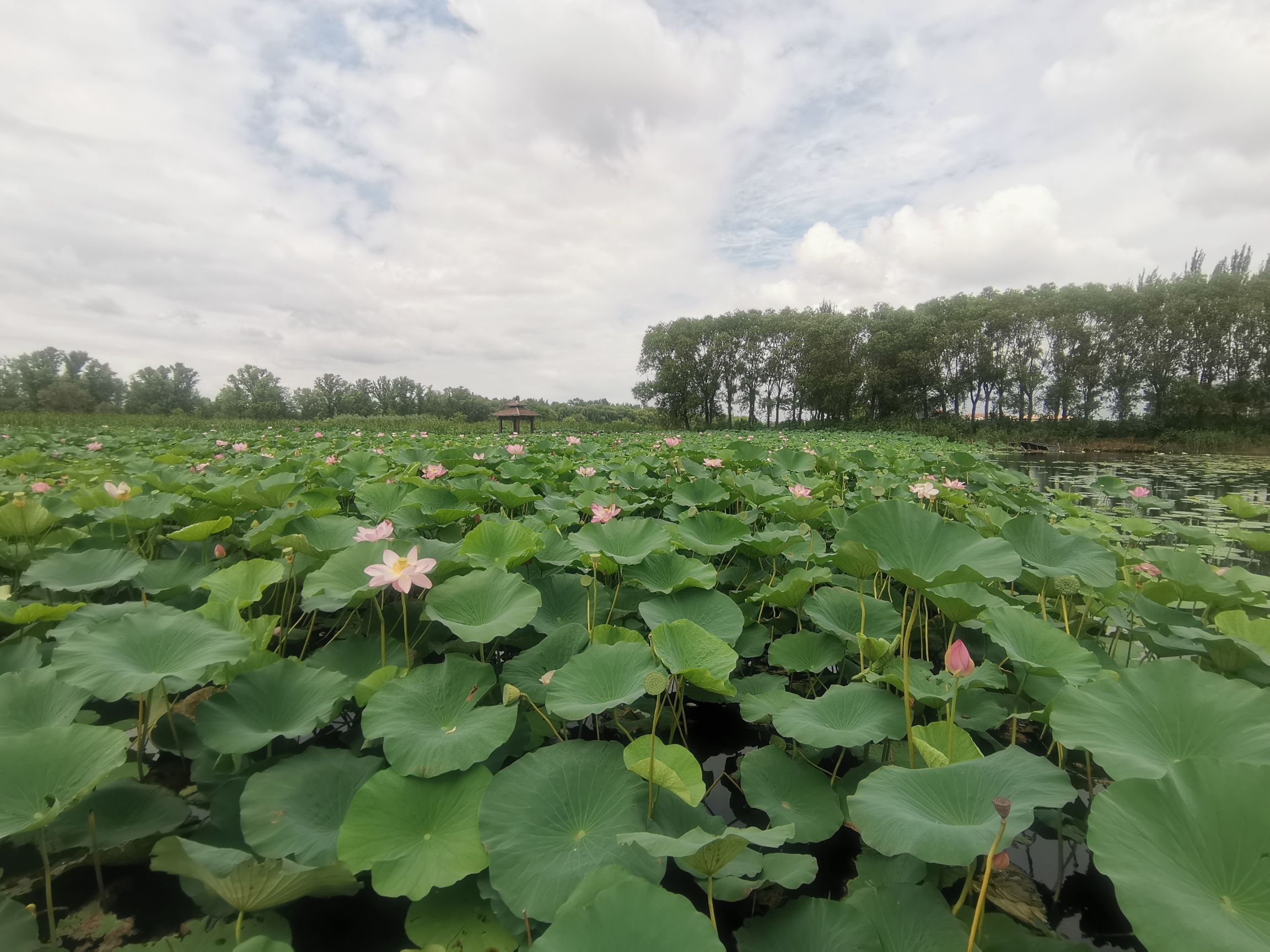 莲花湖湿地公园旅行图片 3