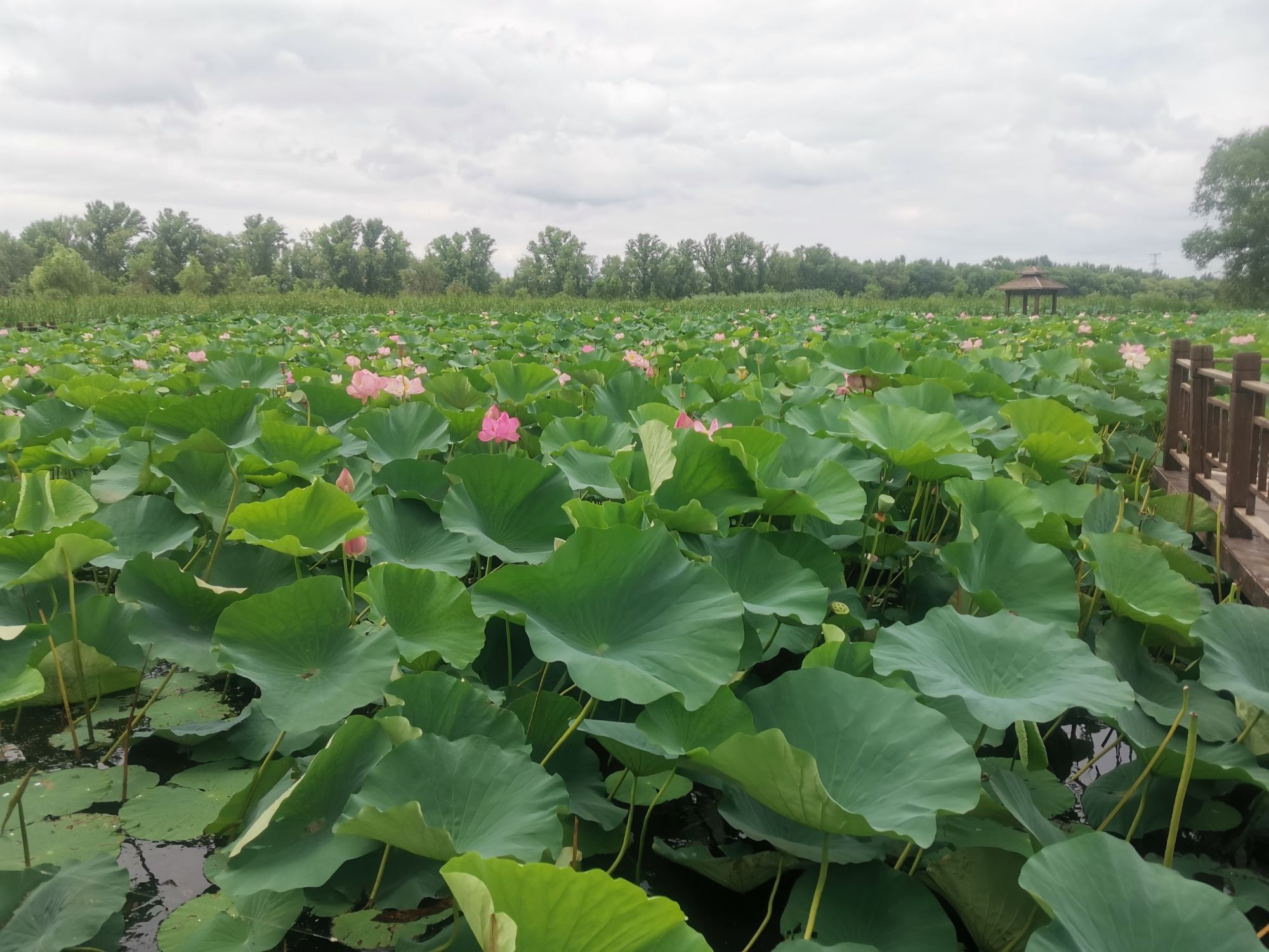 莲花湖湿地公园旅行图片 1