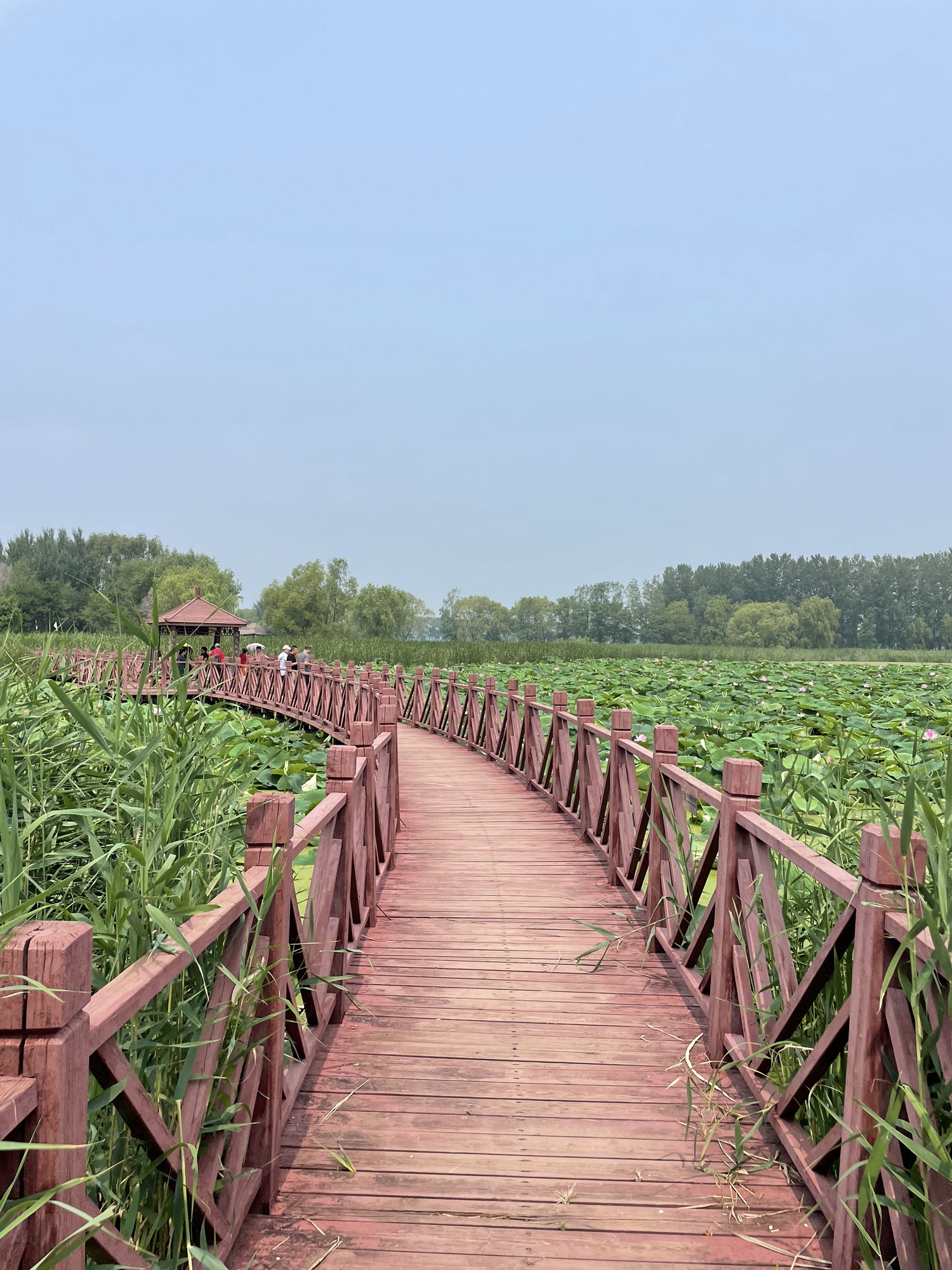 莲花湖湿地公园旅行图片 3
