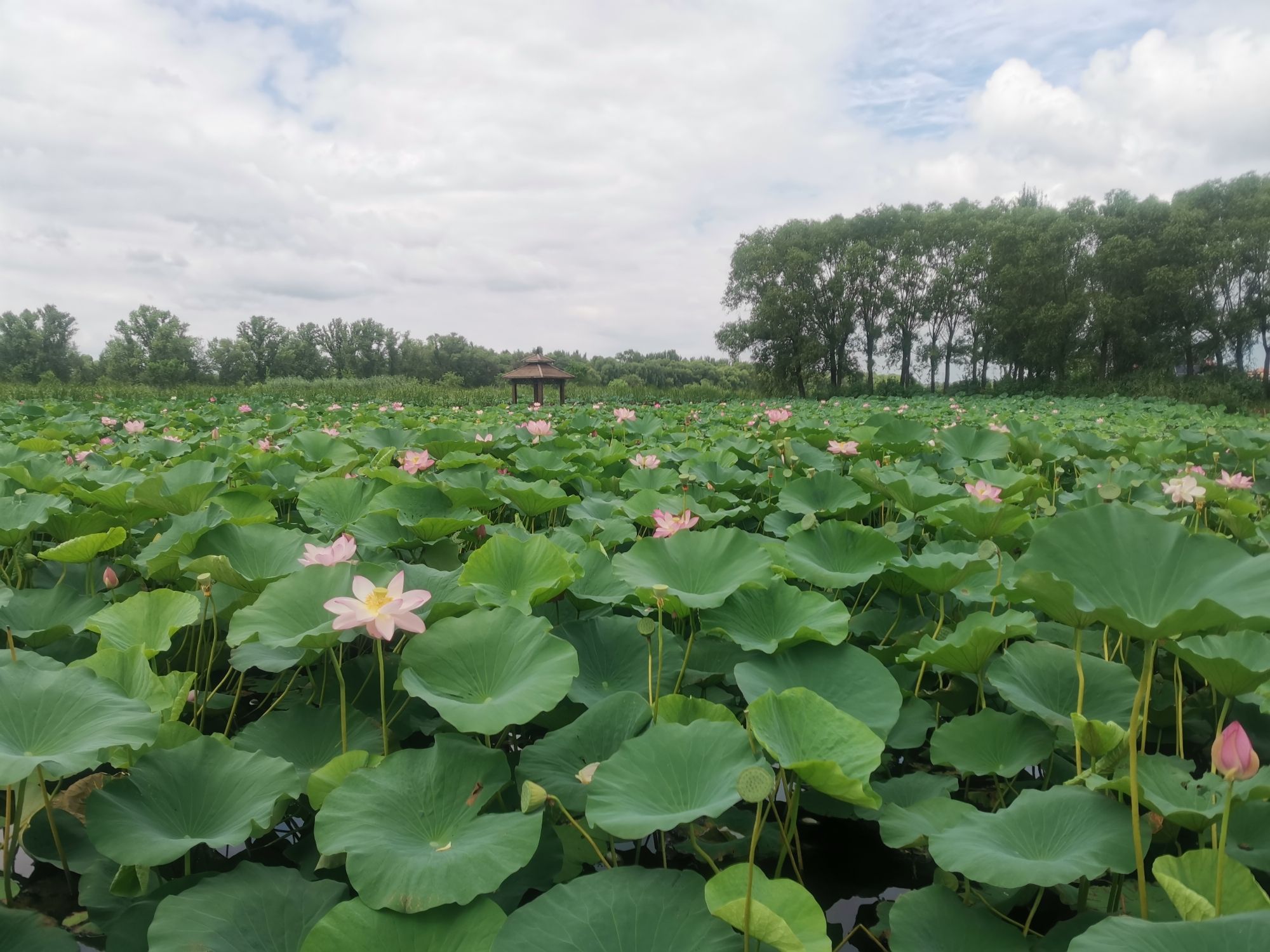 莲花湖湿地公园旅行图片 2