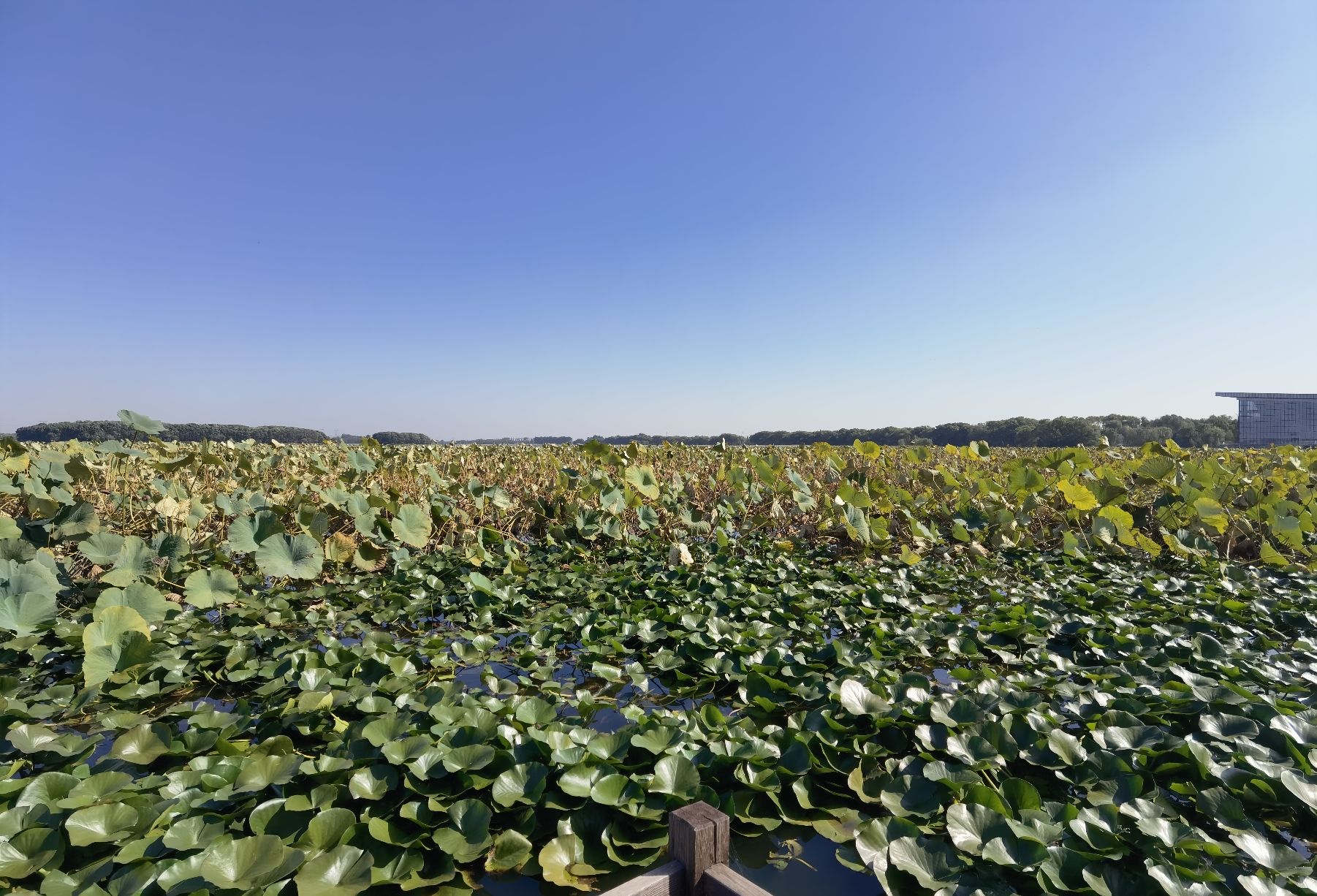 莲花湖湿地公园旅行图片 2