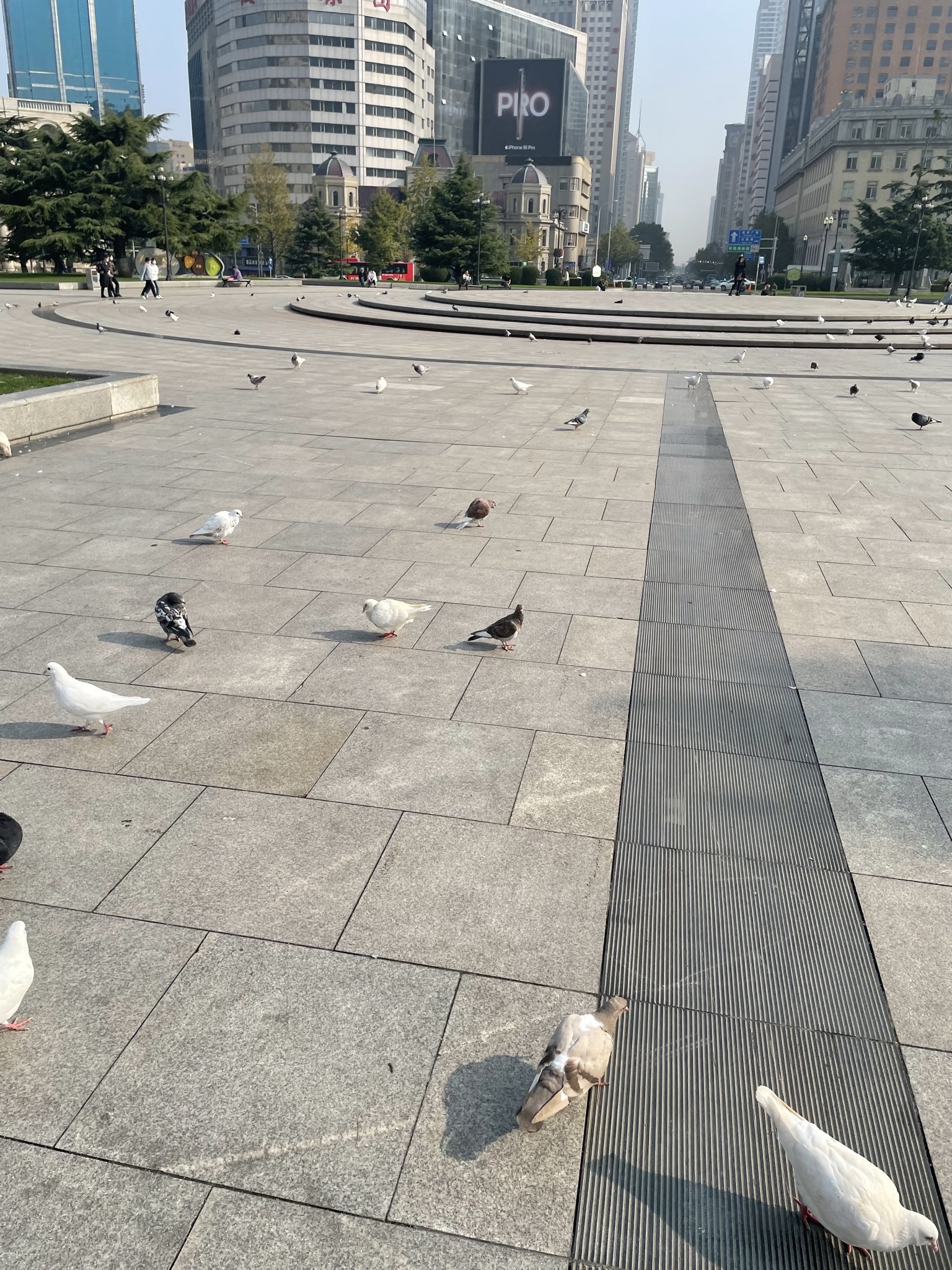 中山广场旅行图片 3