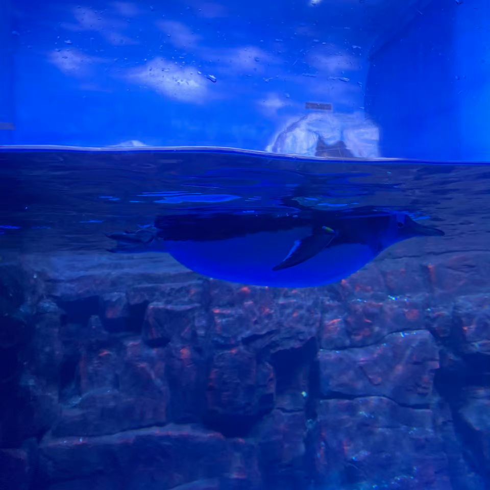 大连老虎滩海洋公园旅行图片 2