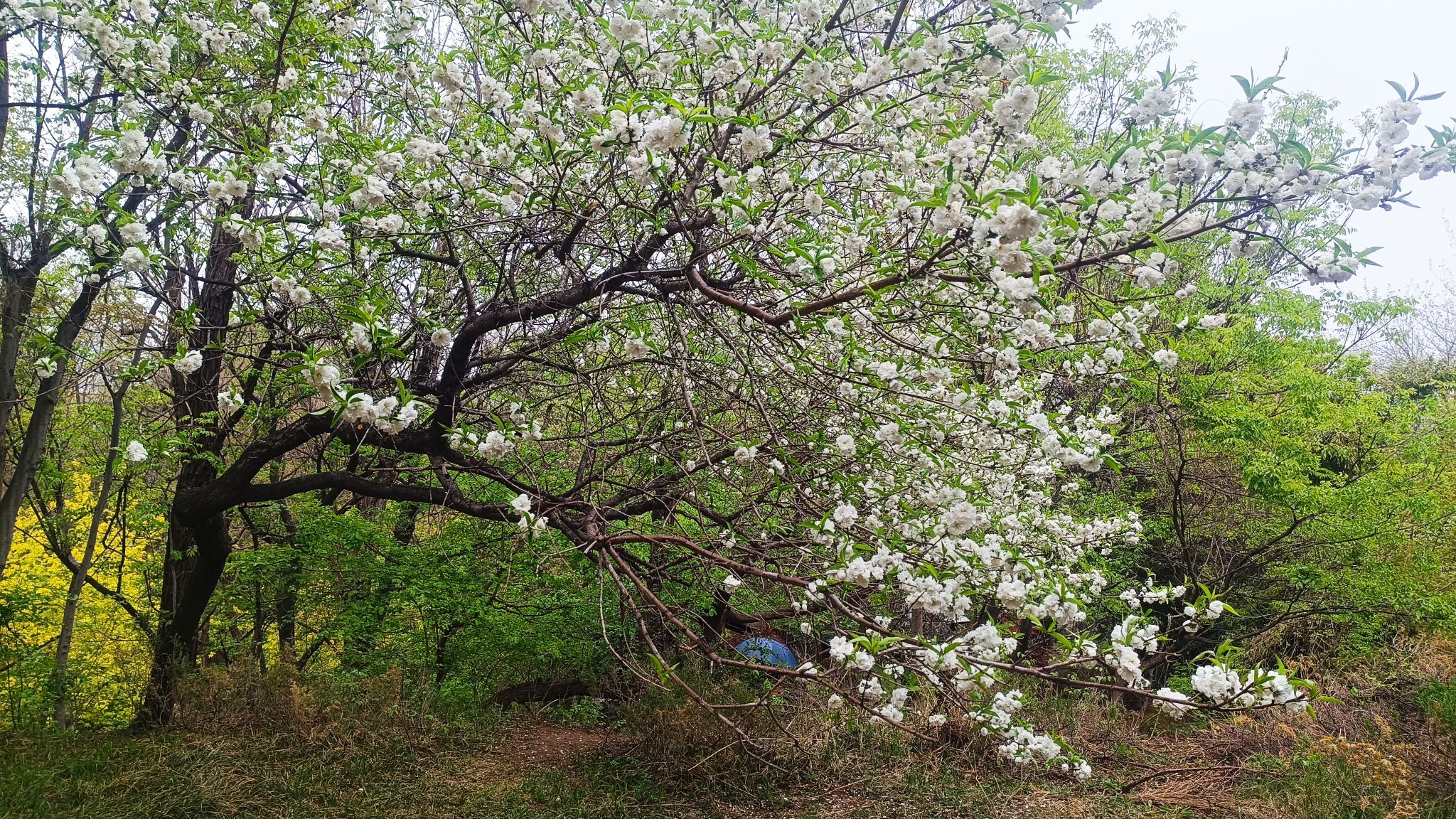 大连植物园旅行图片 3
