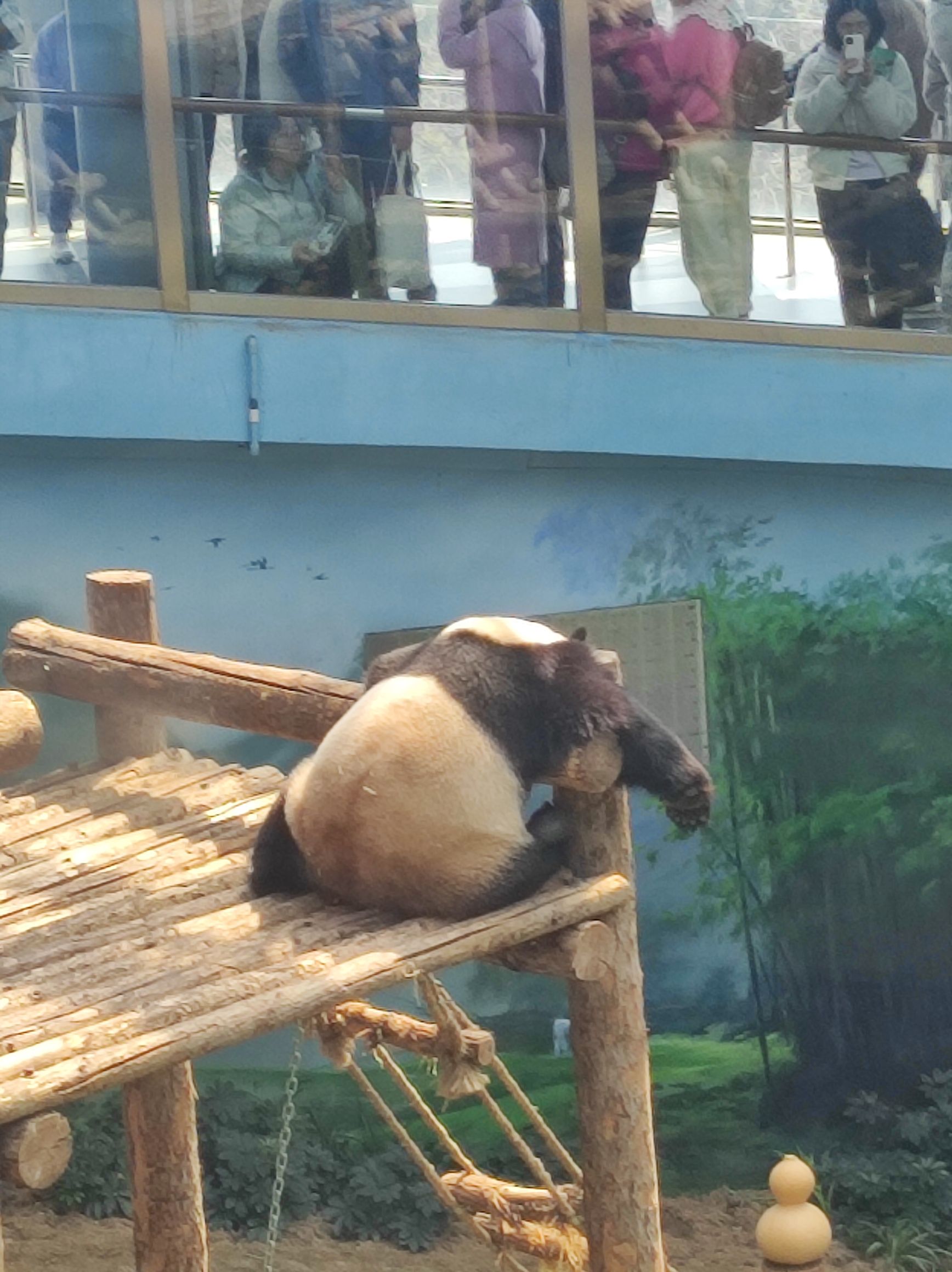 大连森林动物园旅行图片 2